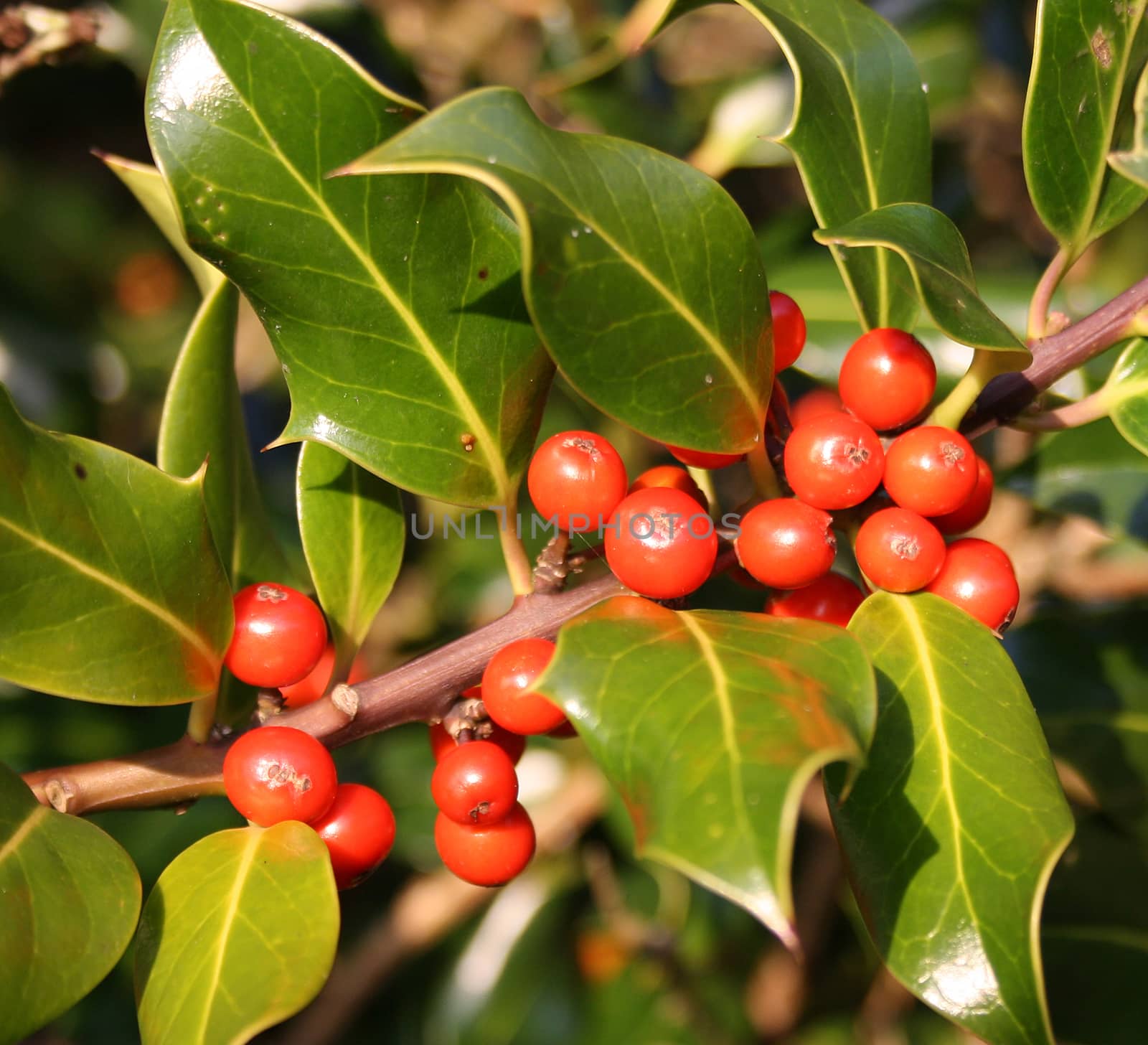 holly and berries