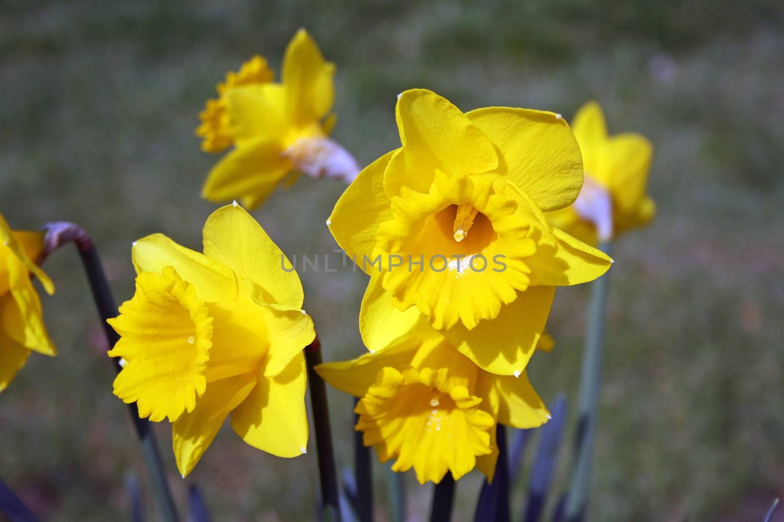 daffodils by potts312
