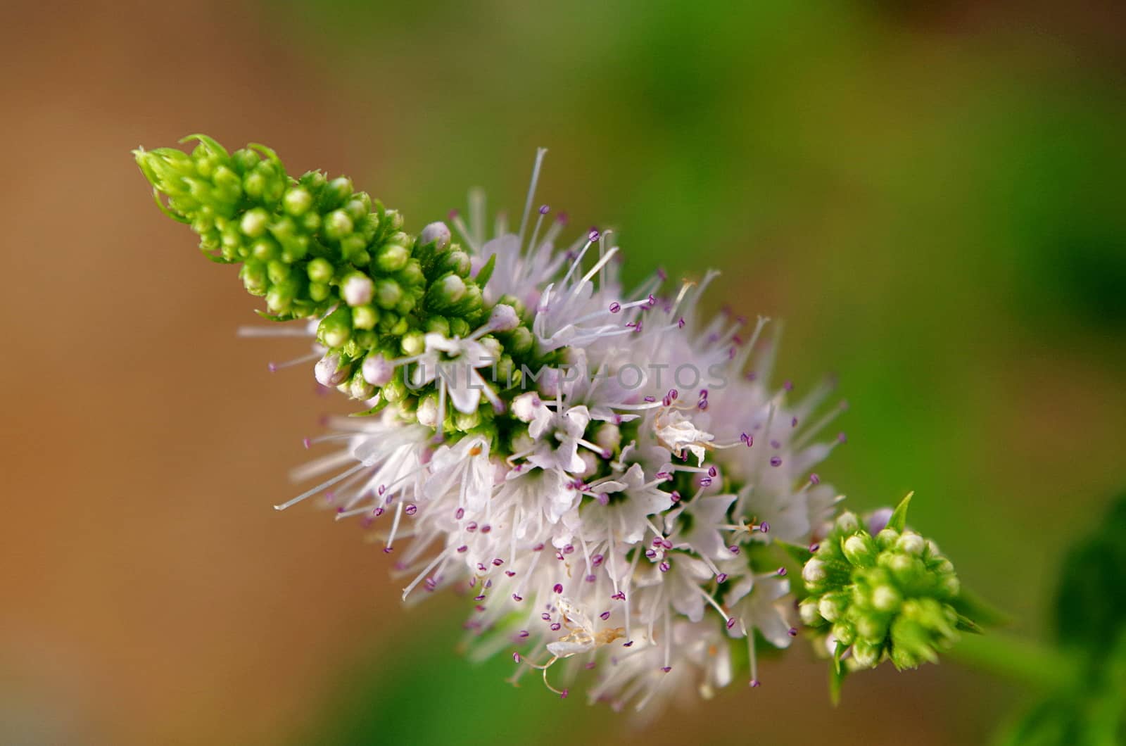 Macro of a Spearmint flower in a garden