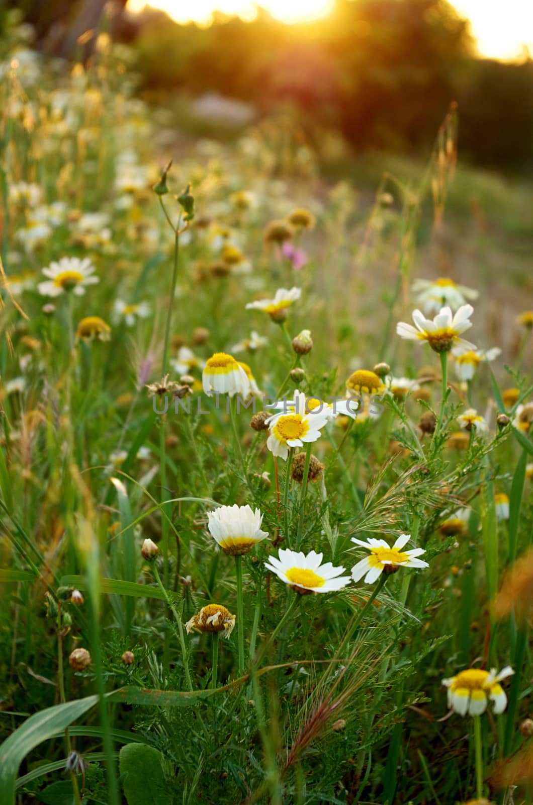 Daisy flowers found in a field of a hill among other wild plants during sunset