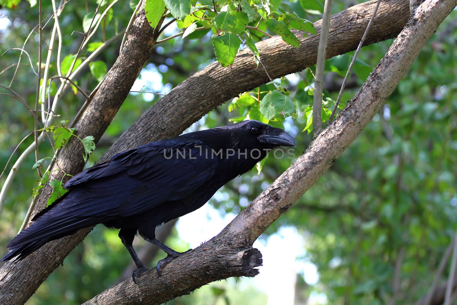 Big black raven on duty on the tree