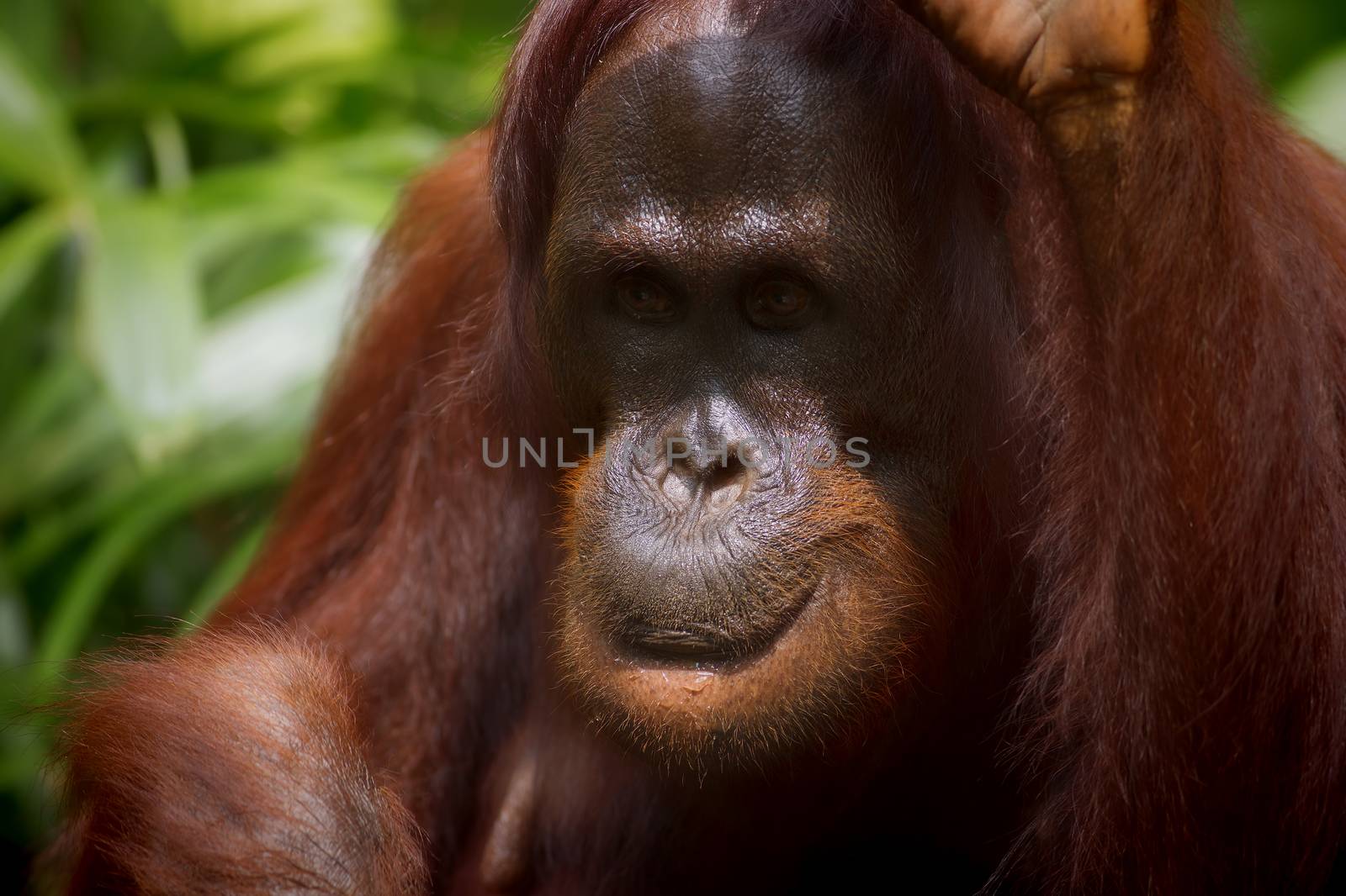 Orangutan in the jungle of Borneo, Malaysia