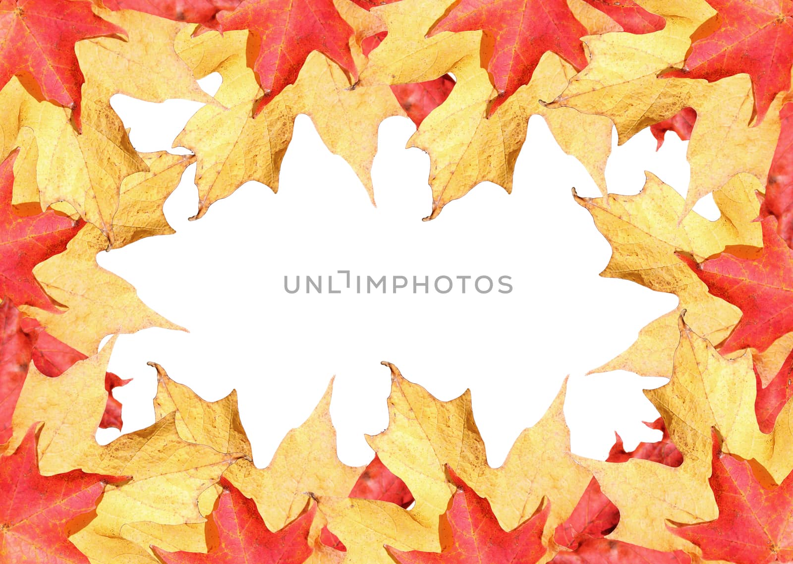 Fall leaves golden red, and yellow border with white space 