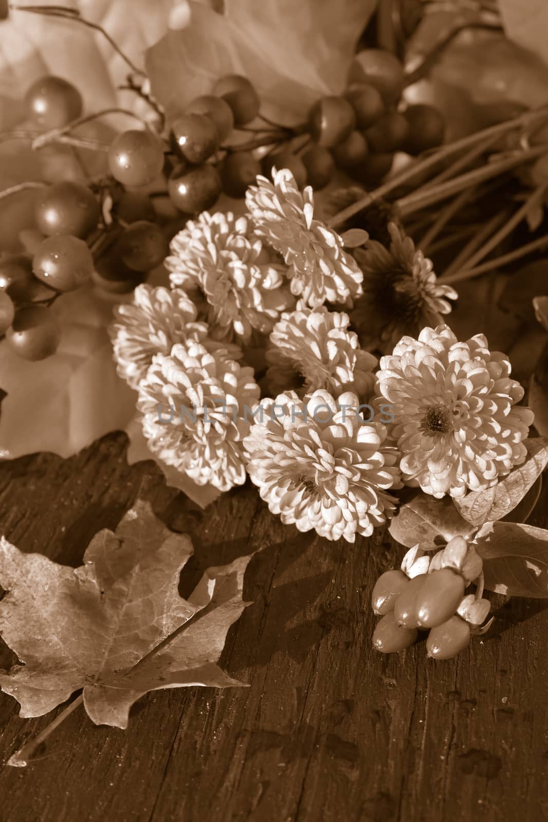 Fall flowers in sepia tone by gvictoria