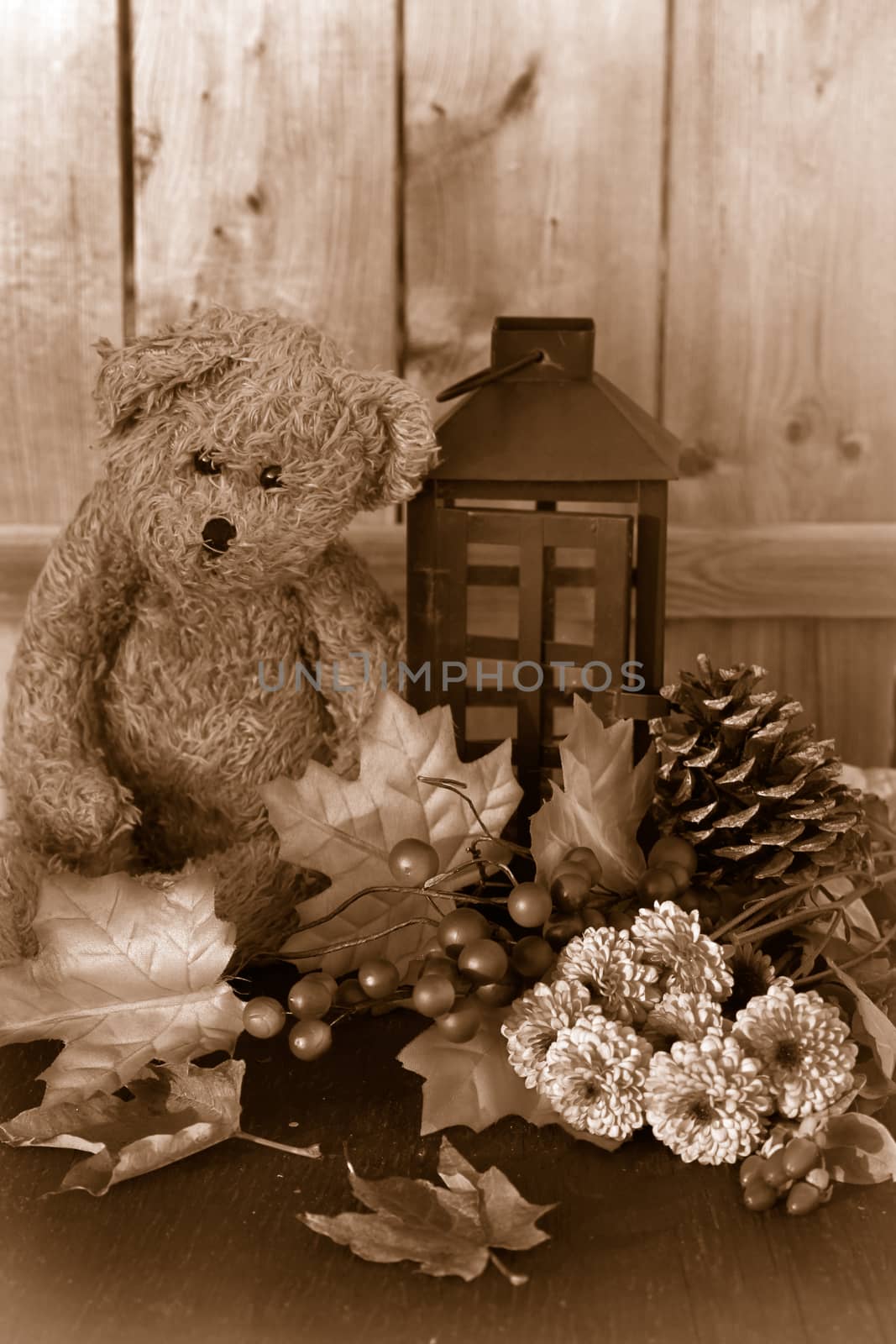 Fall or autumn flowers, pine cone and berries with sepia leaves, teddy bear and lantern on a vintage wooden background with shallow depth of field