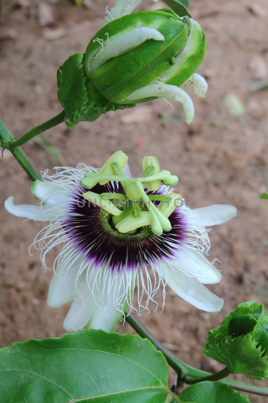 The flower of passion fruit is blooming.The stem and flower are longer than the petals ,wide circles out with purple stripes white.