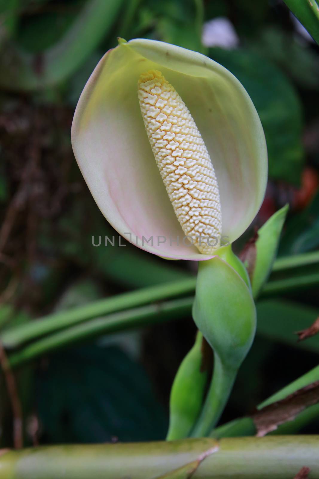 White peace lily blooming in the garden.