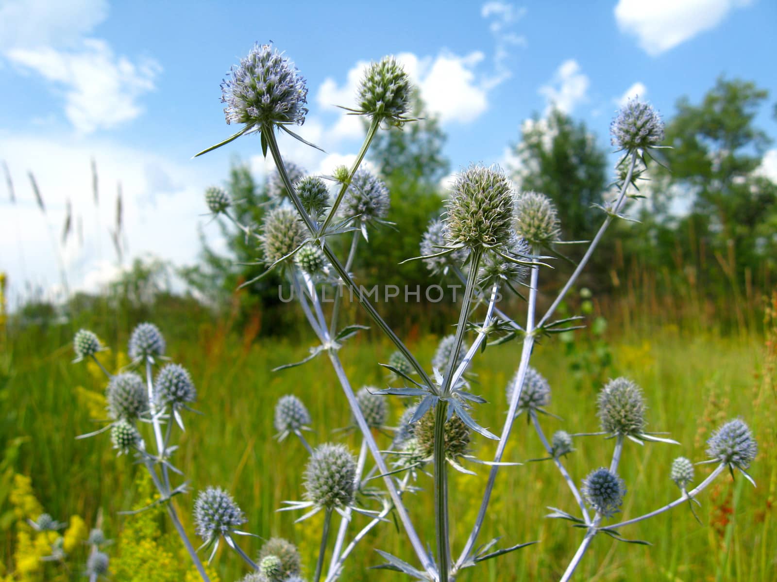blue prickly flowers of eryngium in the field