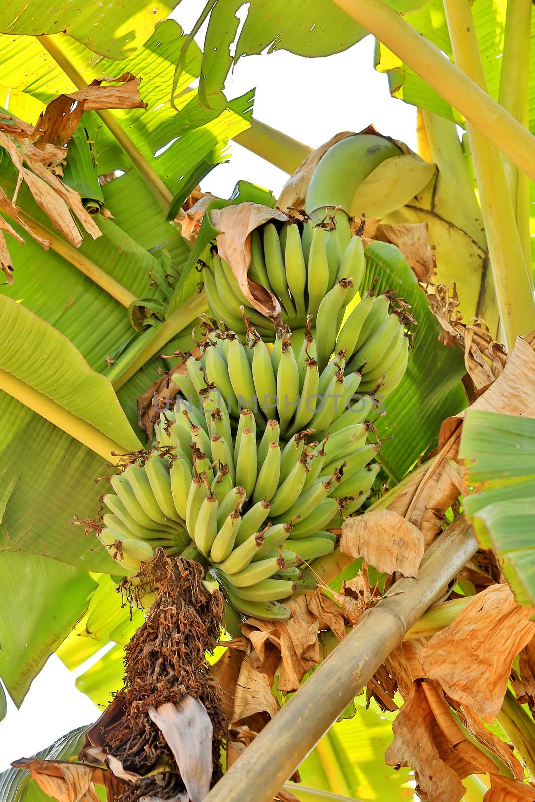 Bananas, growing in the subtropical jungle in the mountains of the Himalayas, Nepal.