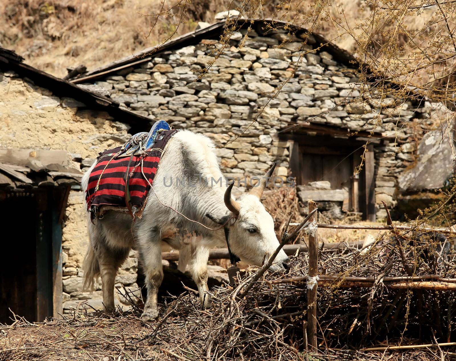 Yak tethered near a stone house in the Himalayas. Everest region by aptyp_kok