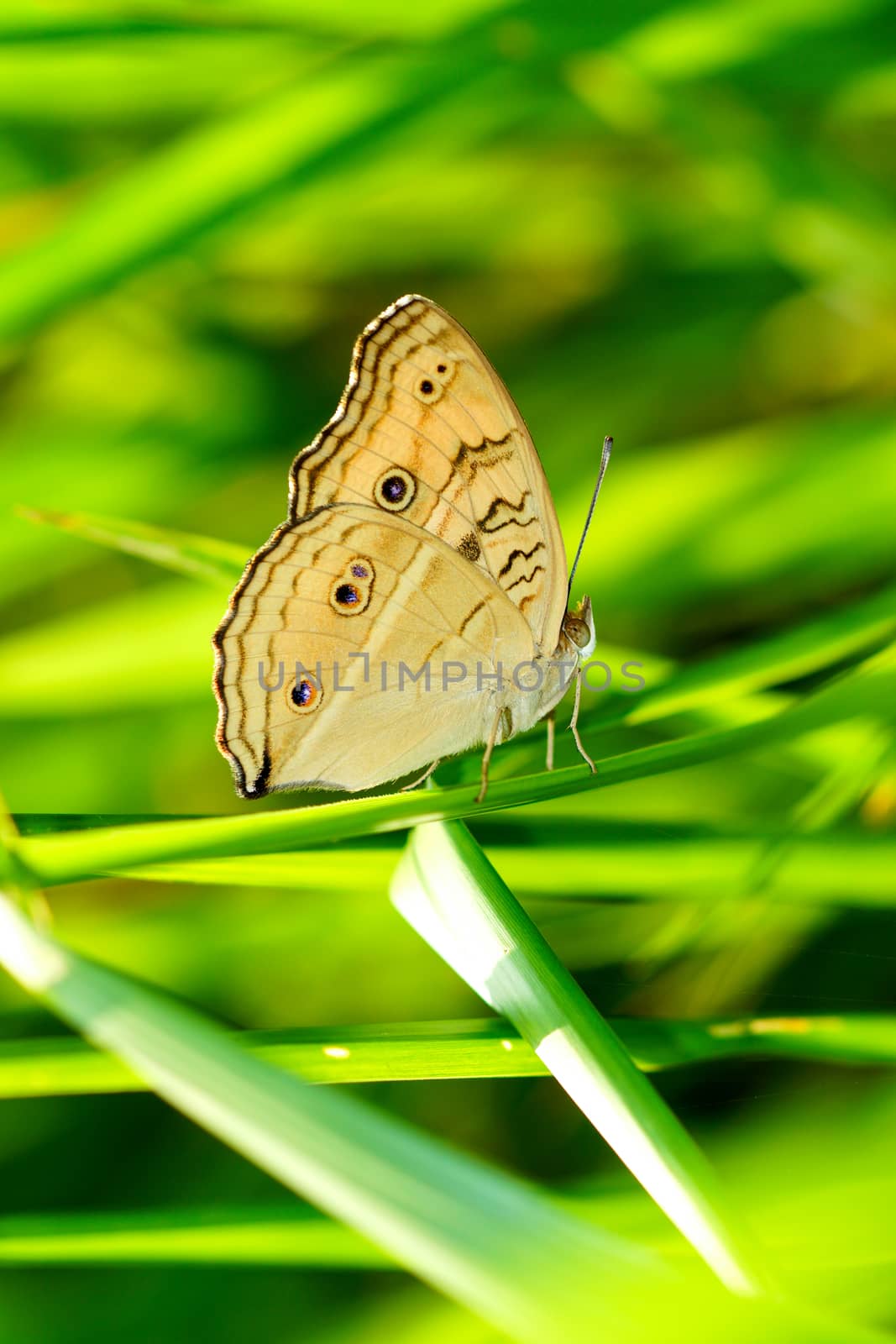 Beautiful butterfly on a blade of grass.