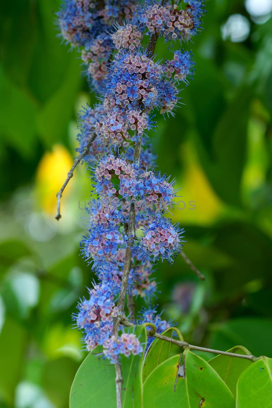 Blue wild flowers. (Memecylon pauciflorum Blume)