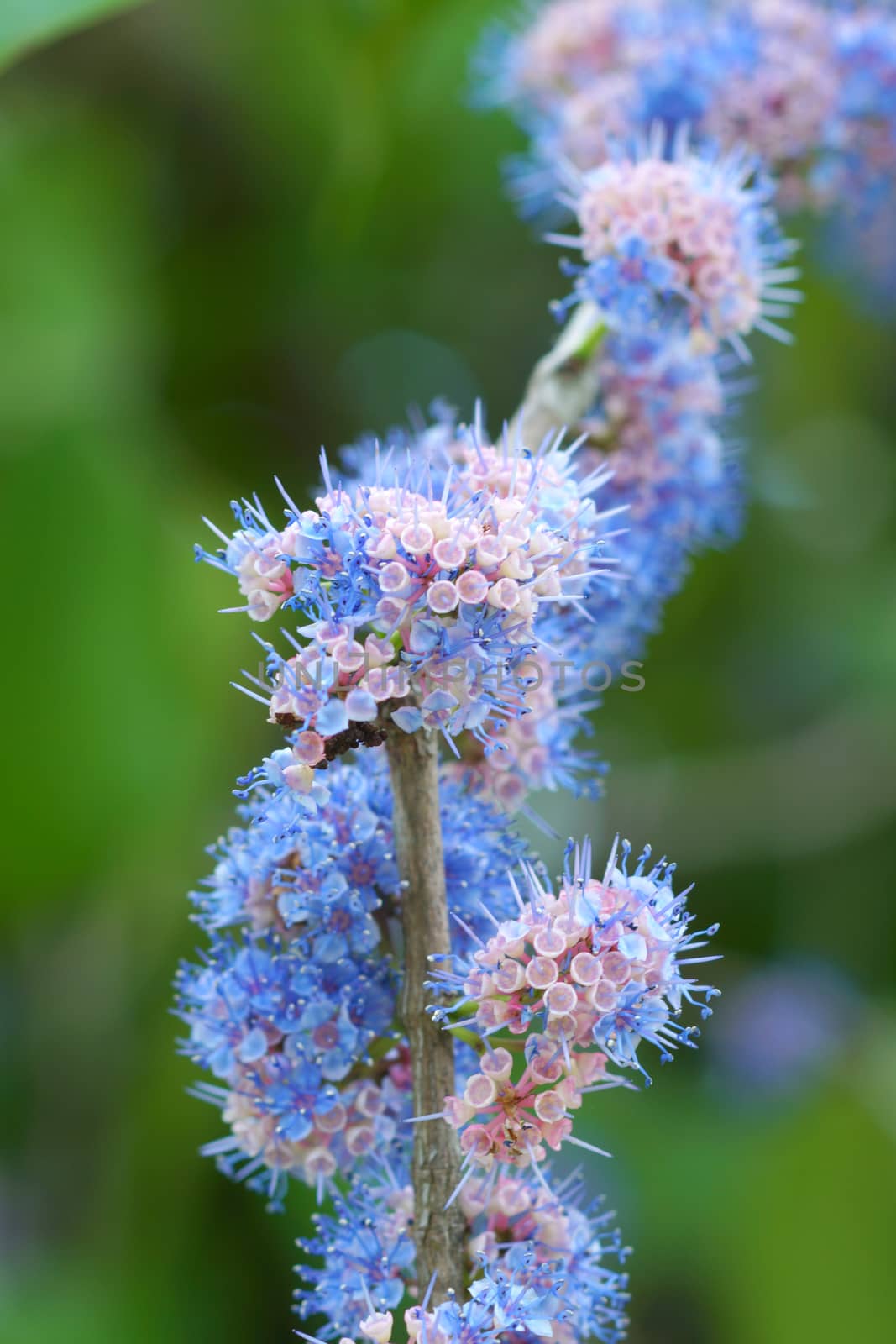 Blue wild flowers. (Memecylon pauciflorum Blume) by Noppharat_th