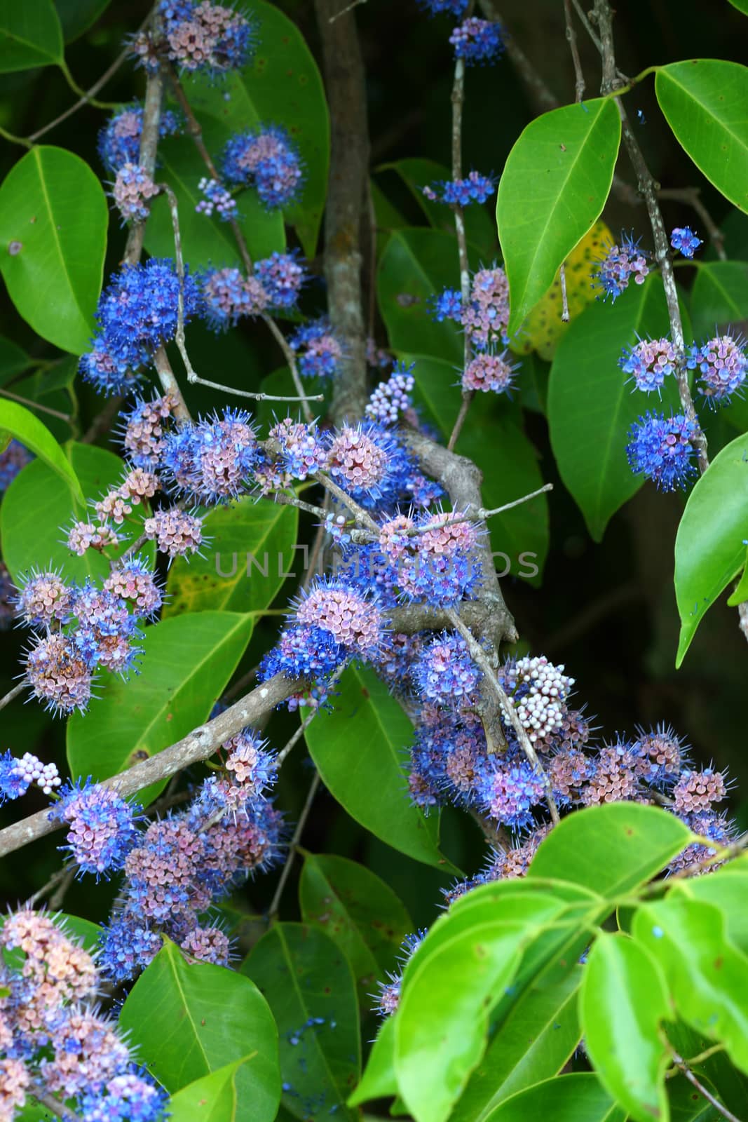 Blue wild flowers. (Memecylon pauciflorum Blume)