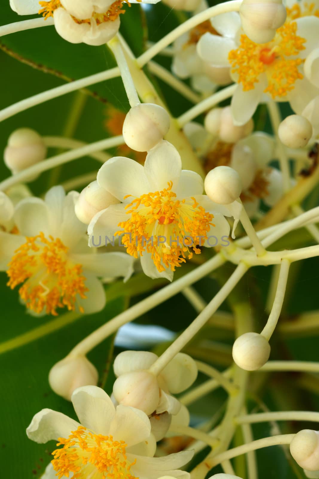 Laurel wood flower (Calophyllum inophyllum)
