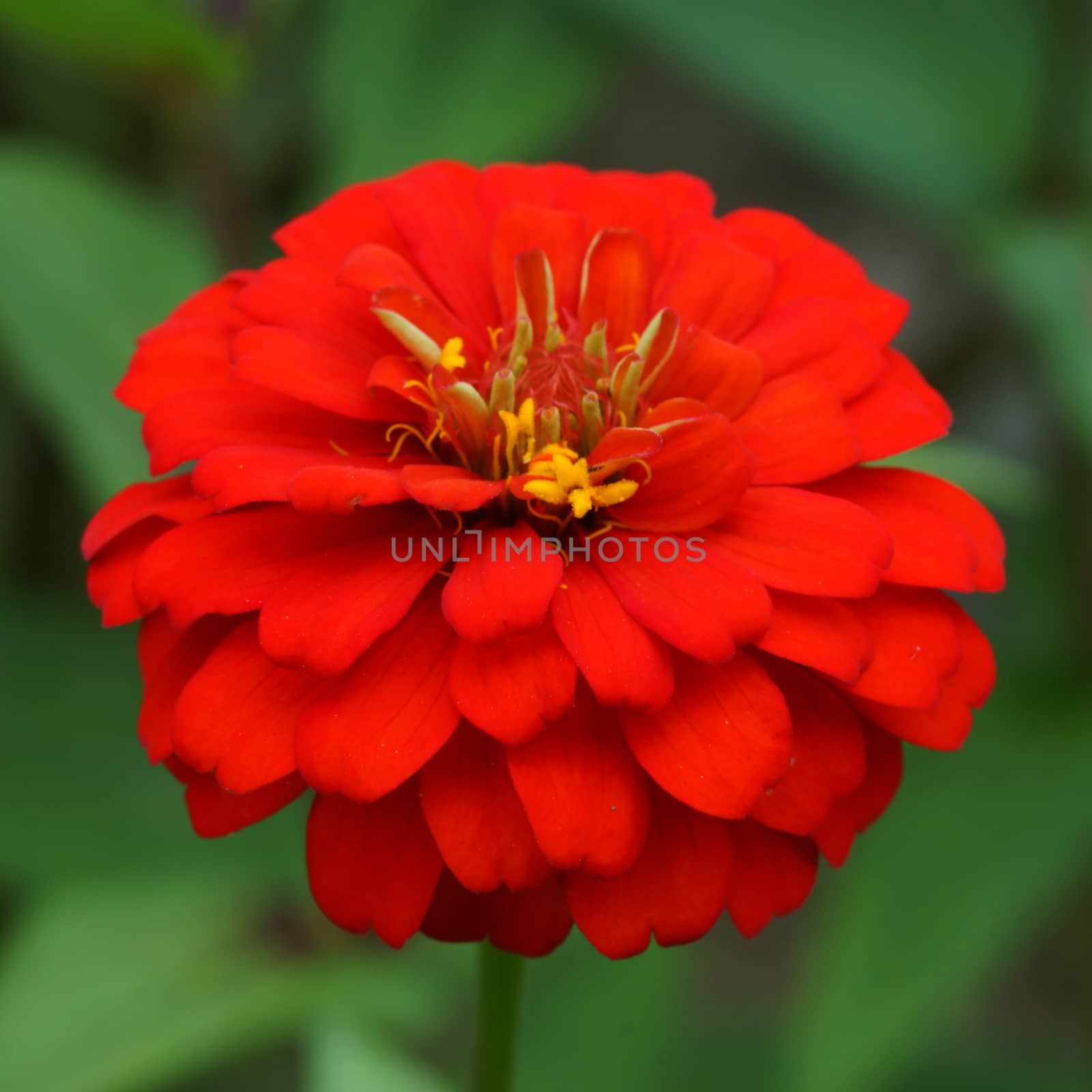 Red Zinnia flowers. (family Compositae) by Noppharat_th