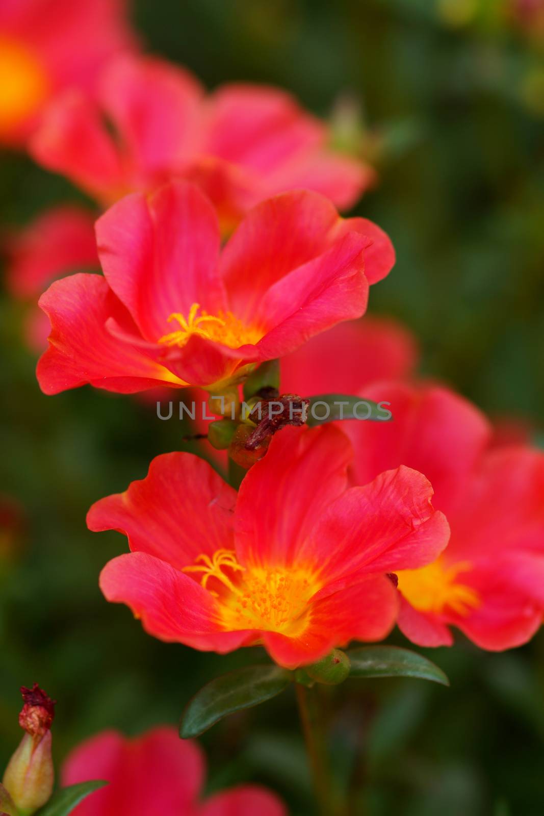 Red Portulaca flowers at the garden.