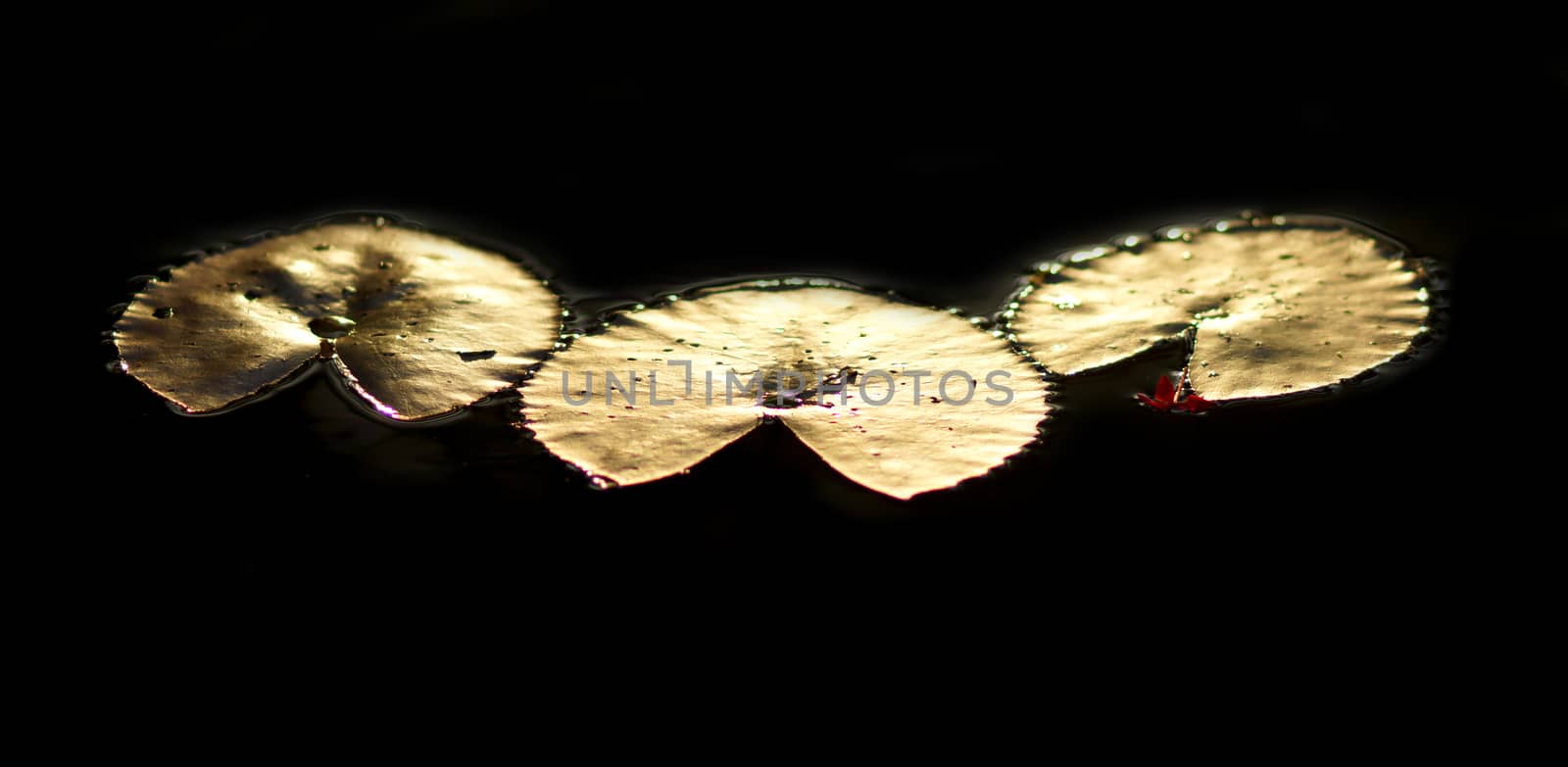 Reflection of the sunset on Lotus leaf