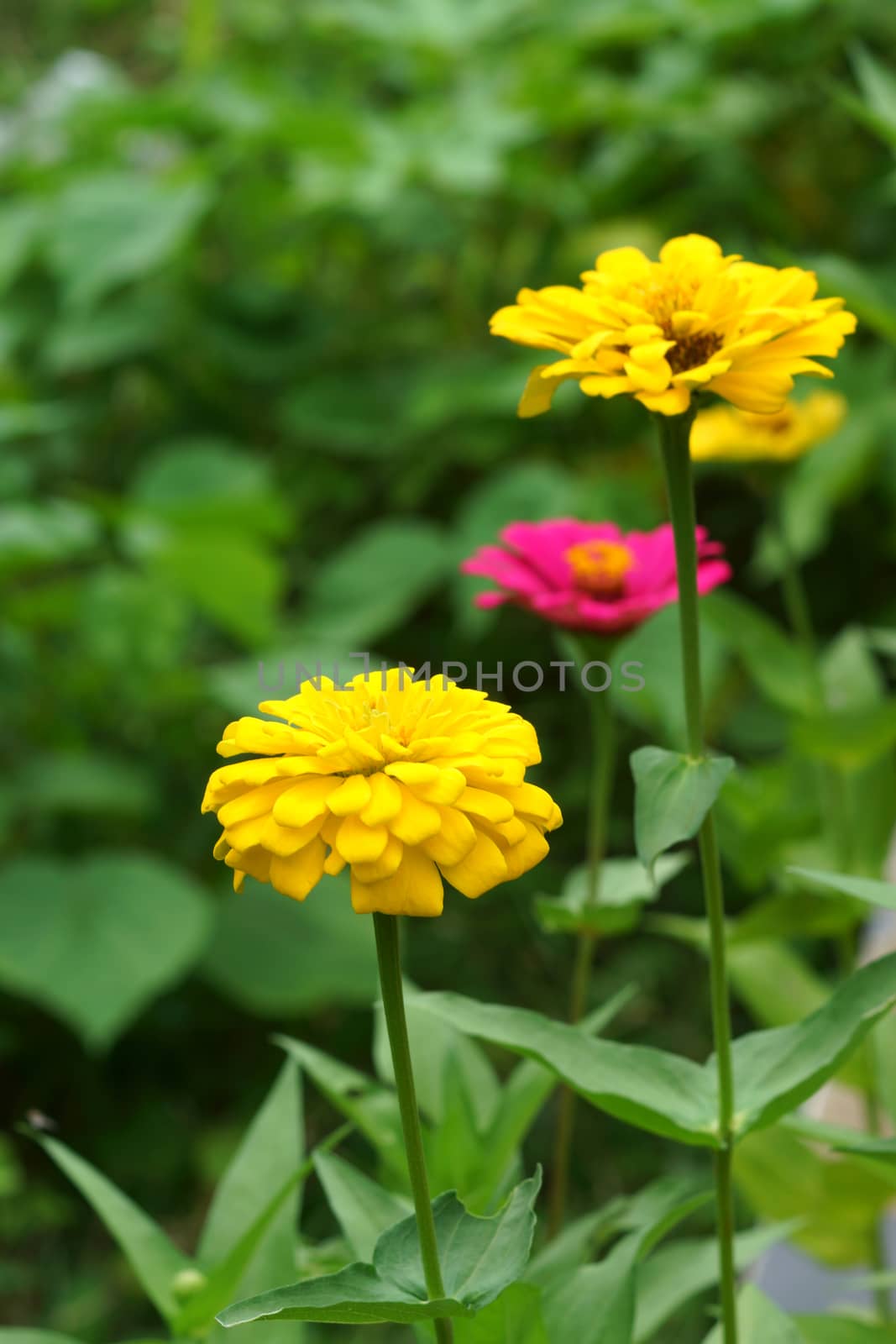 Zinnia flowers. (family Compositae) by Noppharat_th