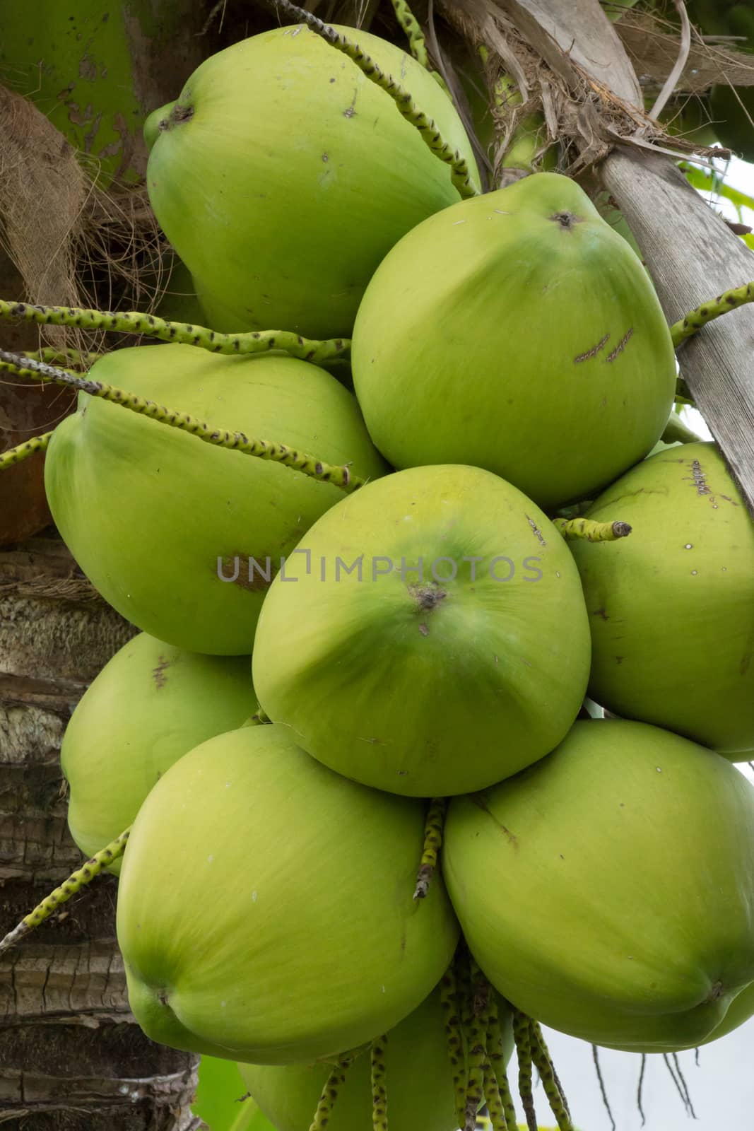 Bouquet of fresh coconut on the tree.