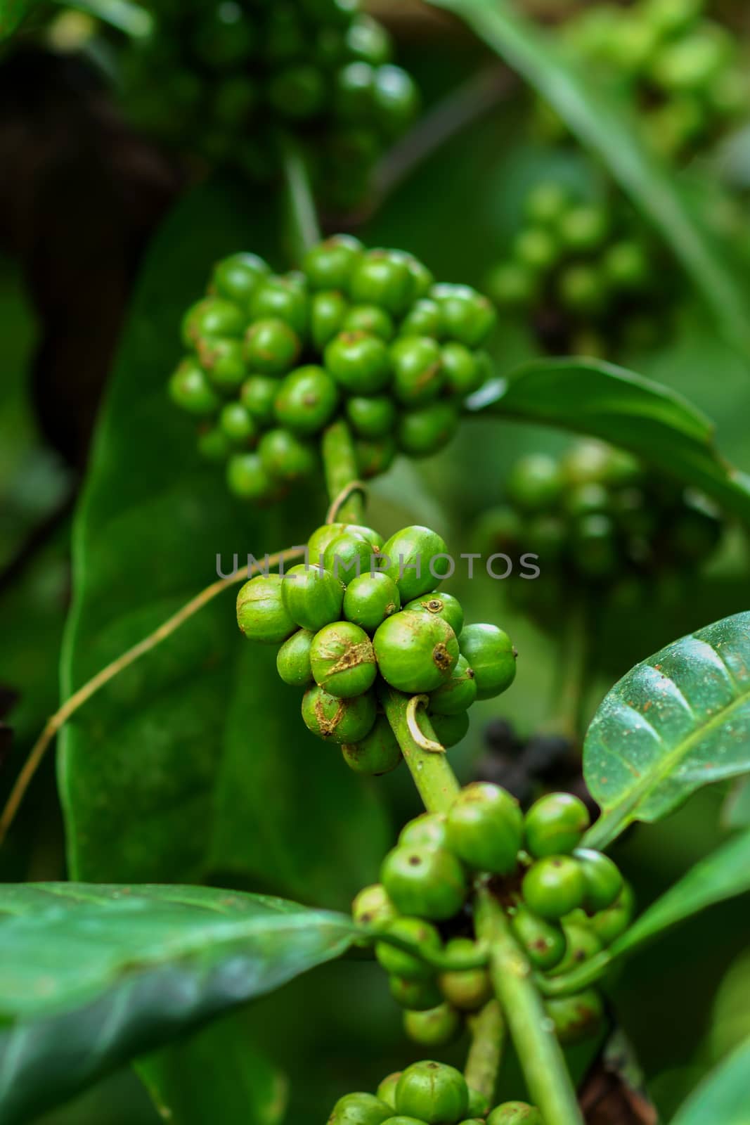 coffee beans on coffee tree.