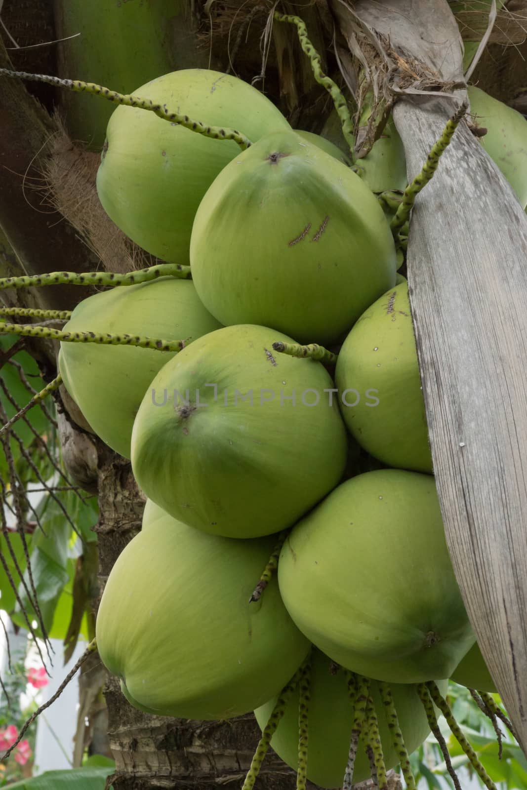 Bouquet of fresh coconut on the tree.