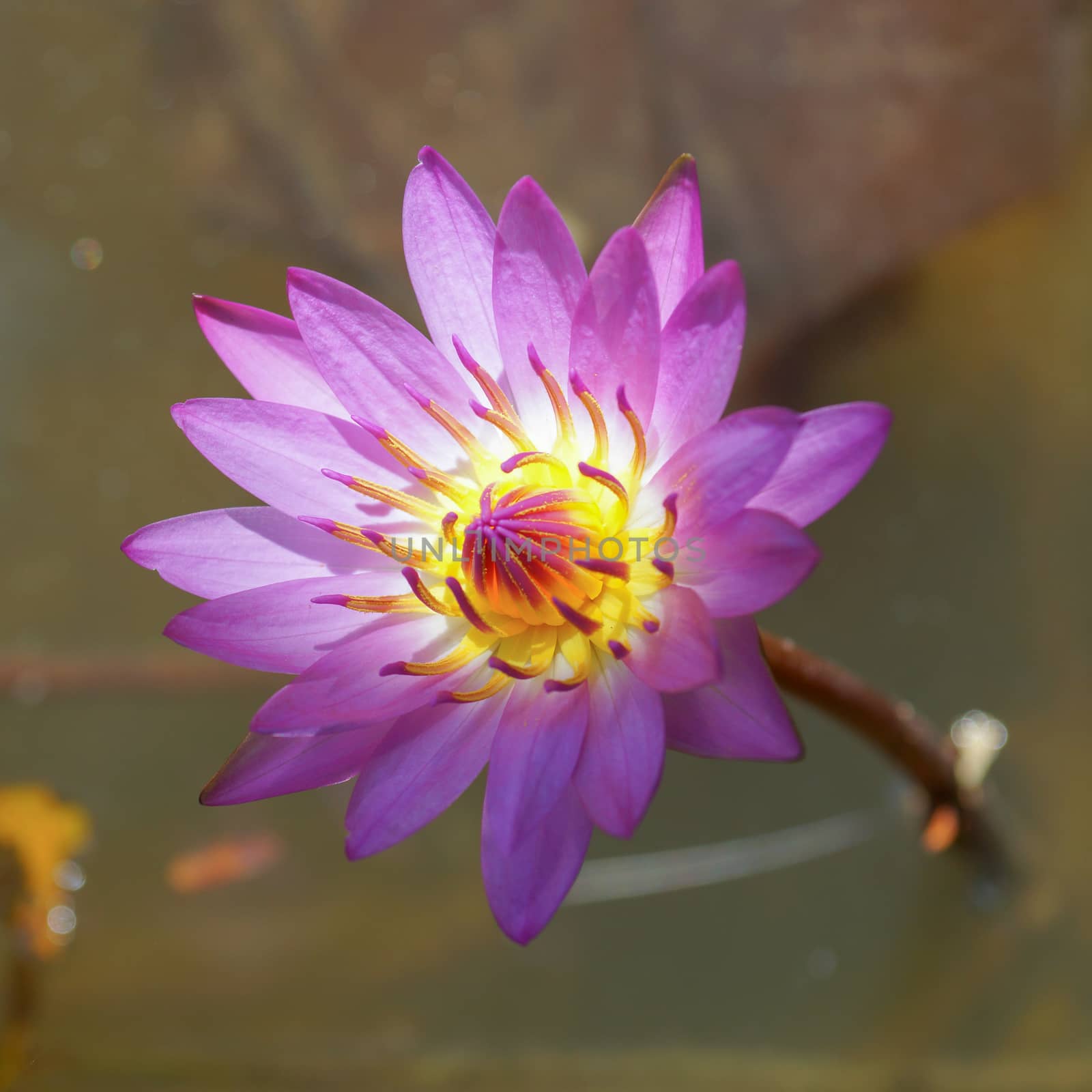 Lotus flower blooming in the rainy season.