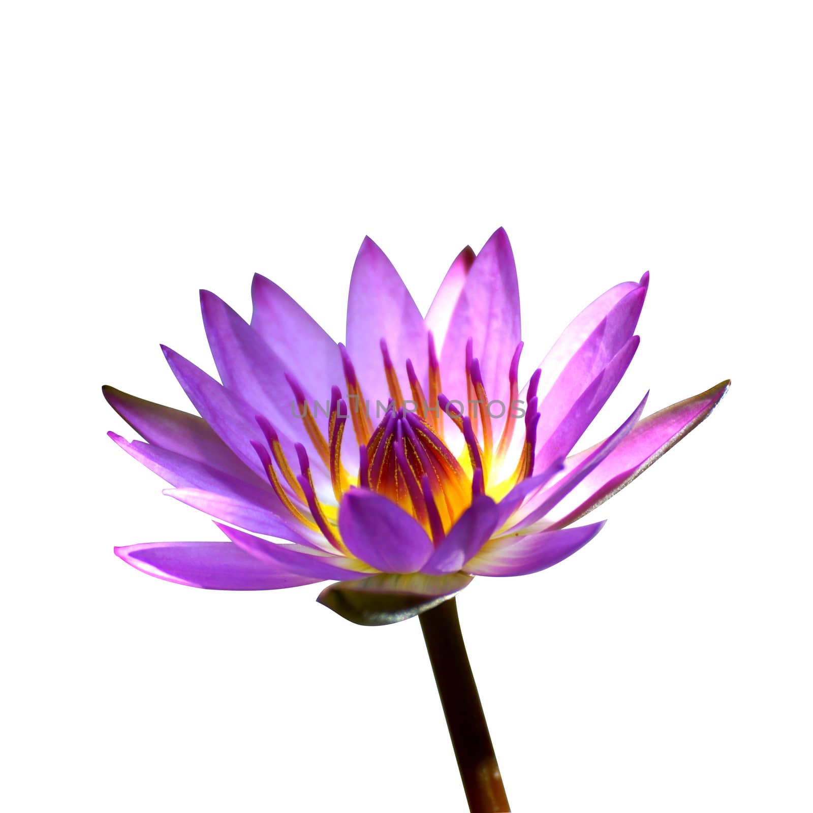 Lotus flower blooming in the rainy season.