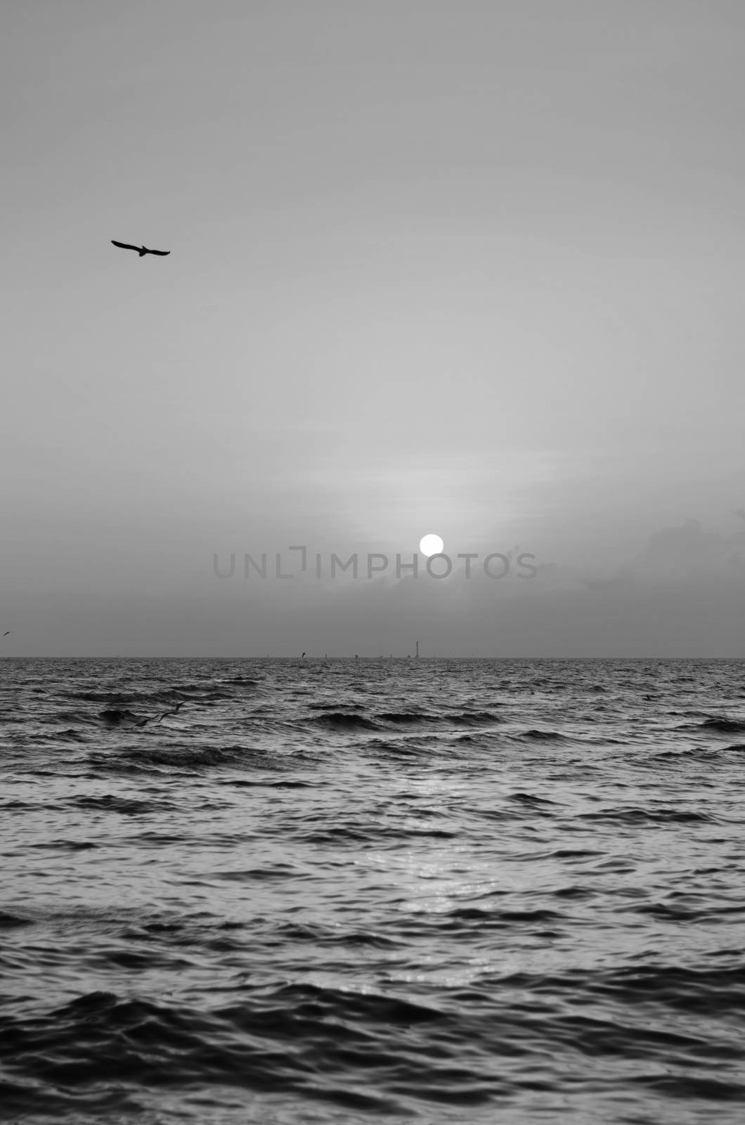 Seagull with beautiful sunset, Bangpoo, Thailand