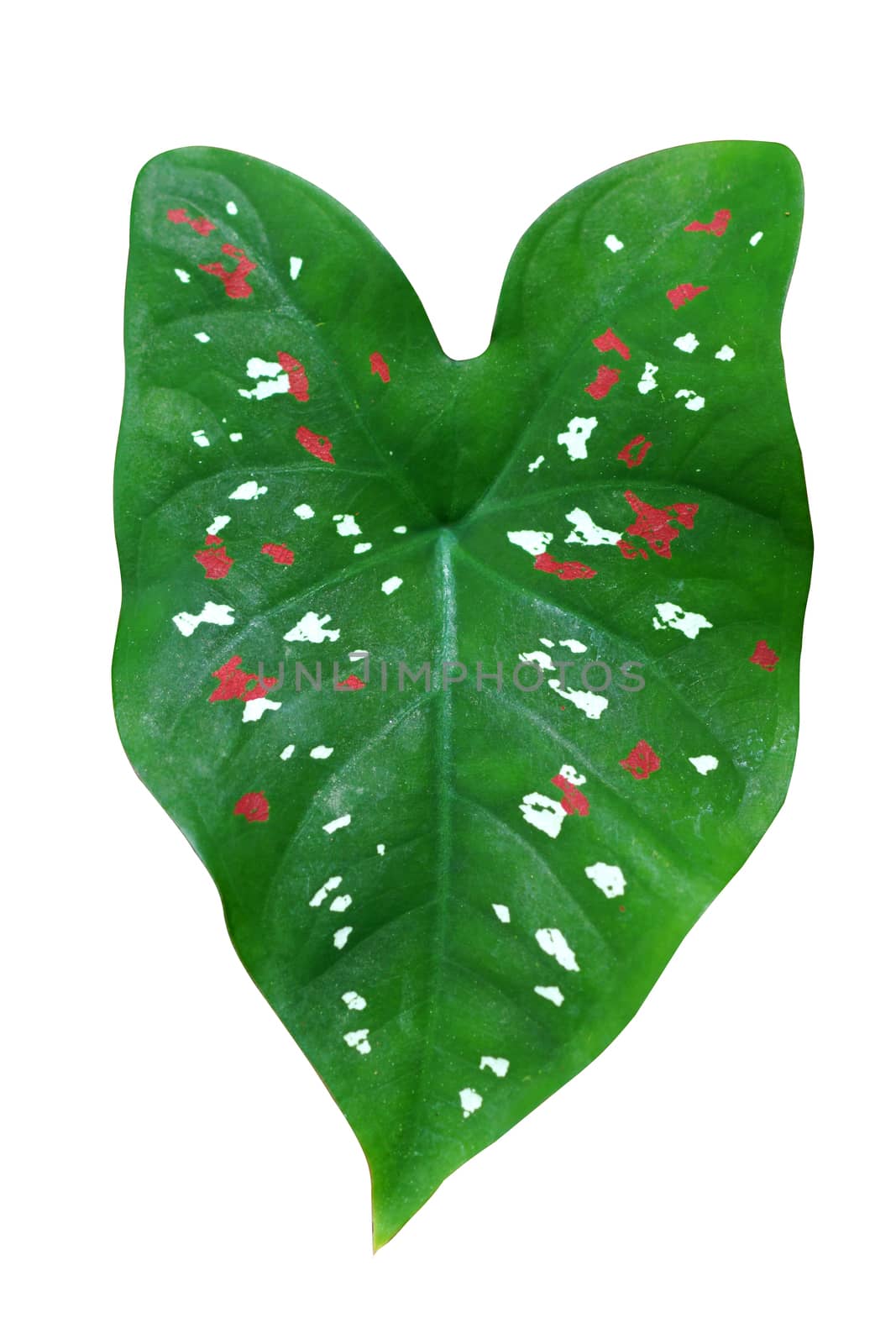 Green leaves of Caladium Becolor red and white polka dots.