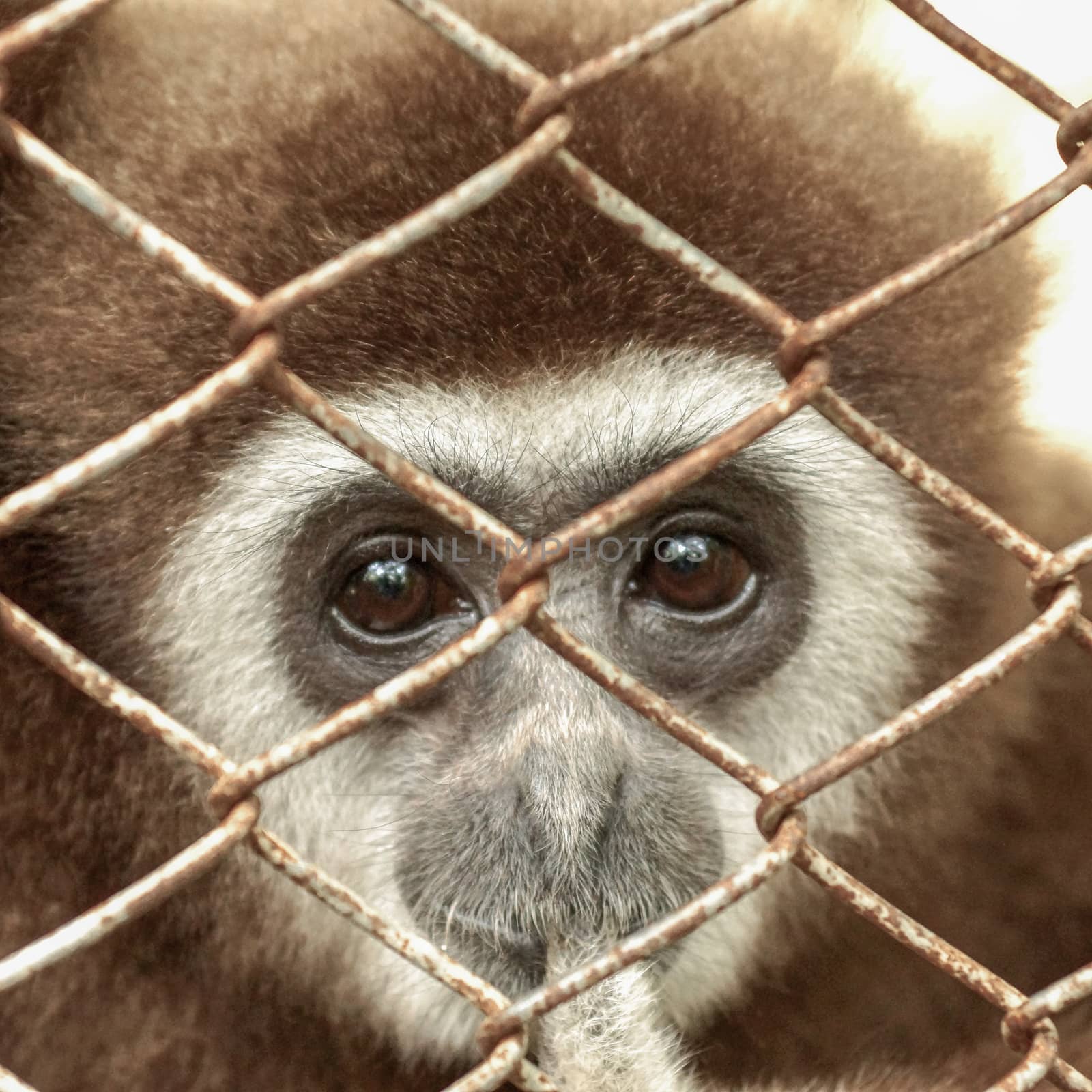 Gibbons in captivity.