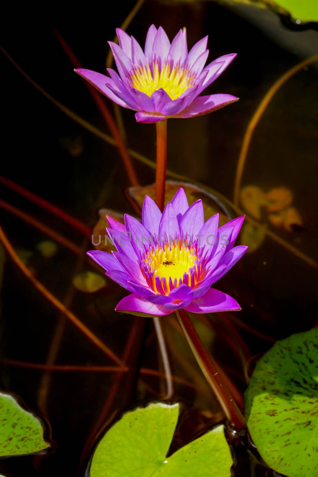 Lotus flower blooming in the rainy season. by Noppharat_th