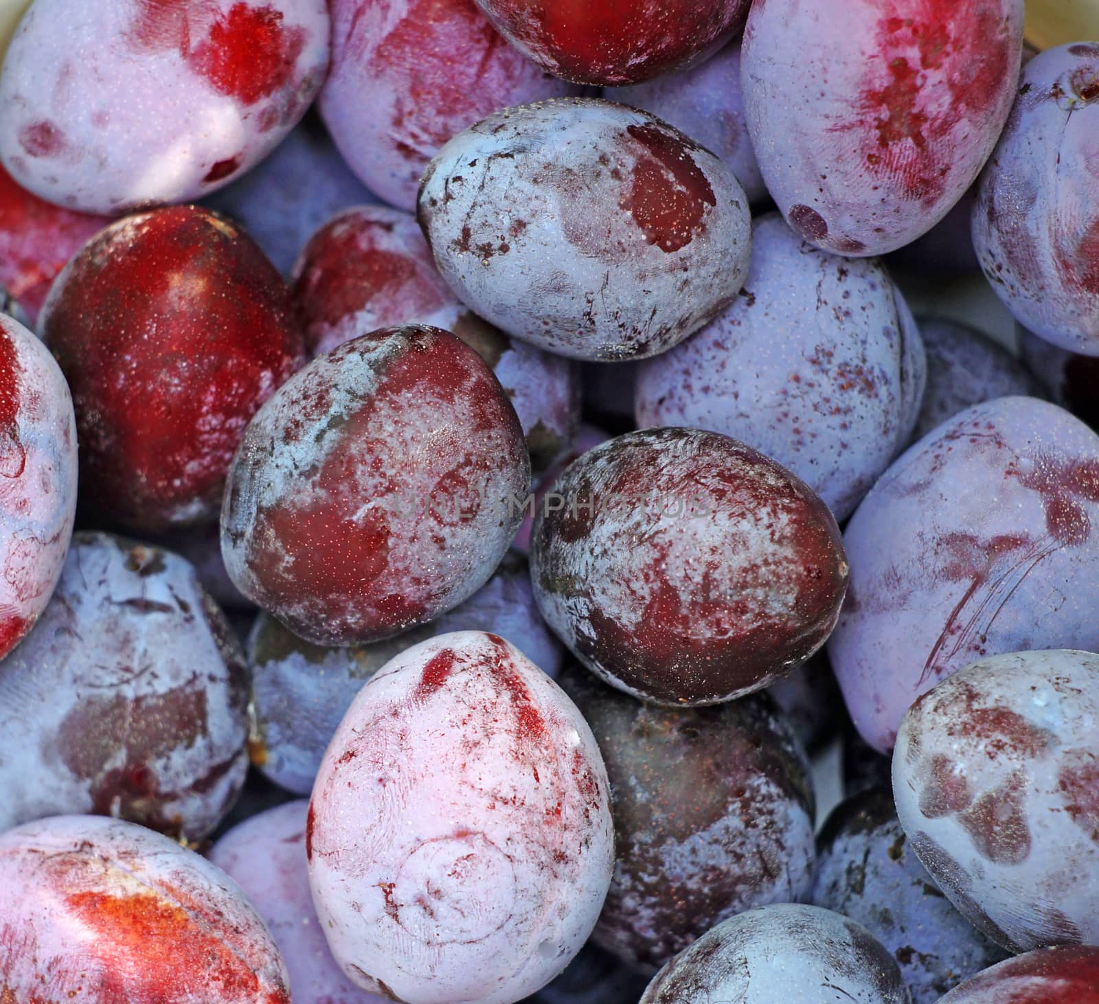 Plum closeup as background                               