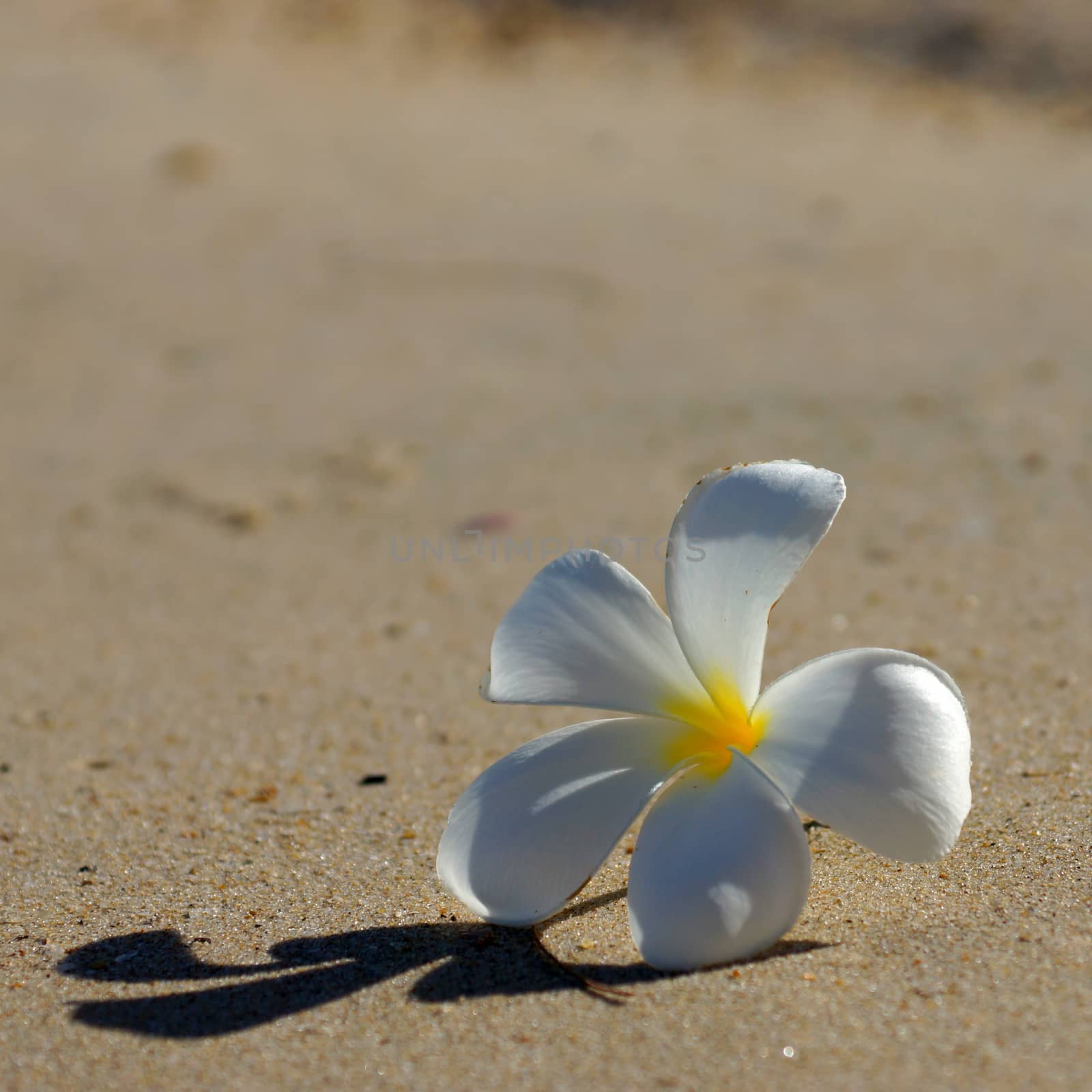 white and yellow frangipani flowers on the beach. by Noppharat_th