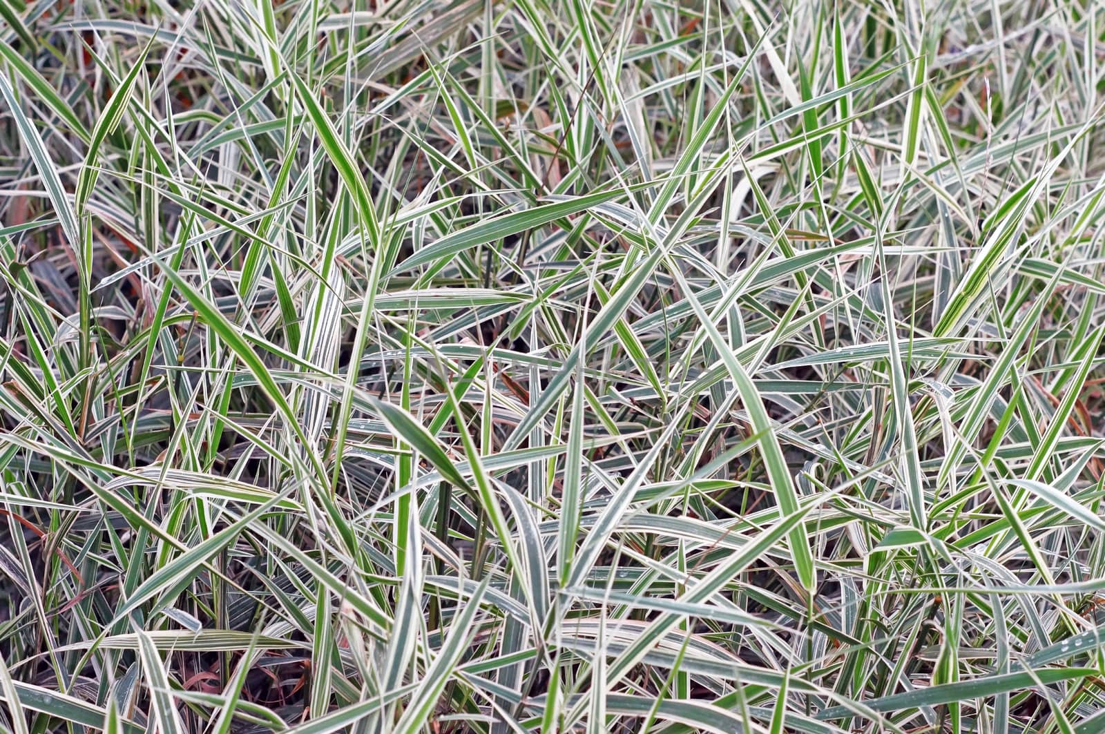 Decorative sedge as background                               