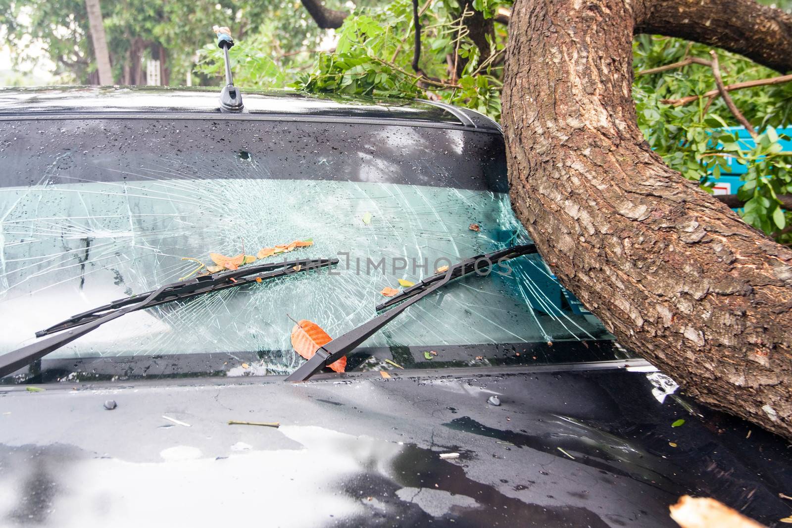 tree on a car after hurricane (damaged car)