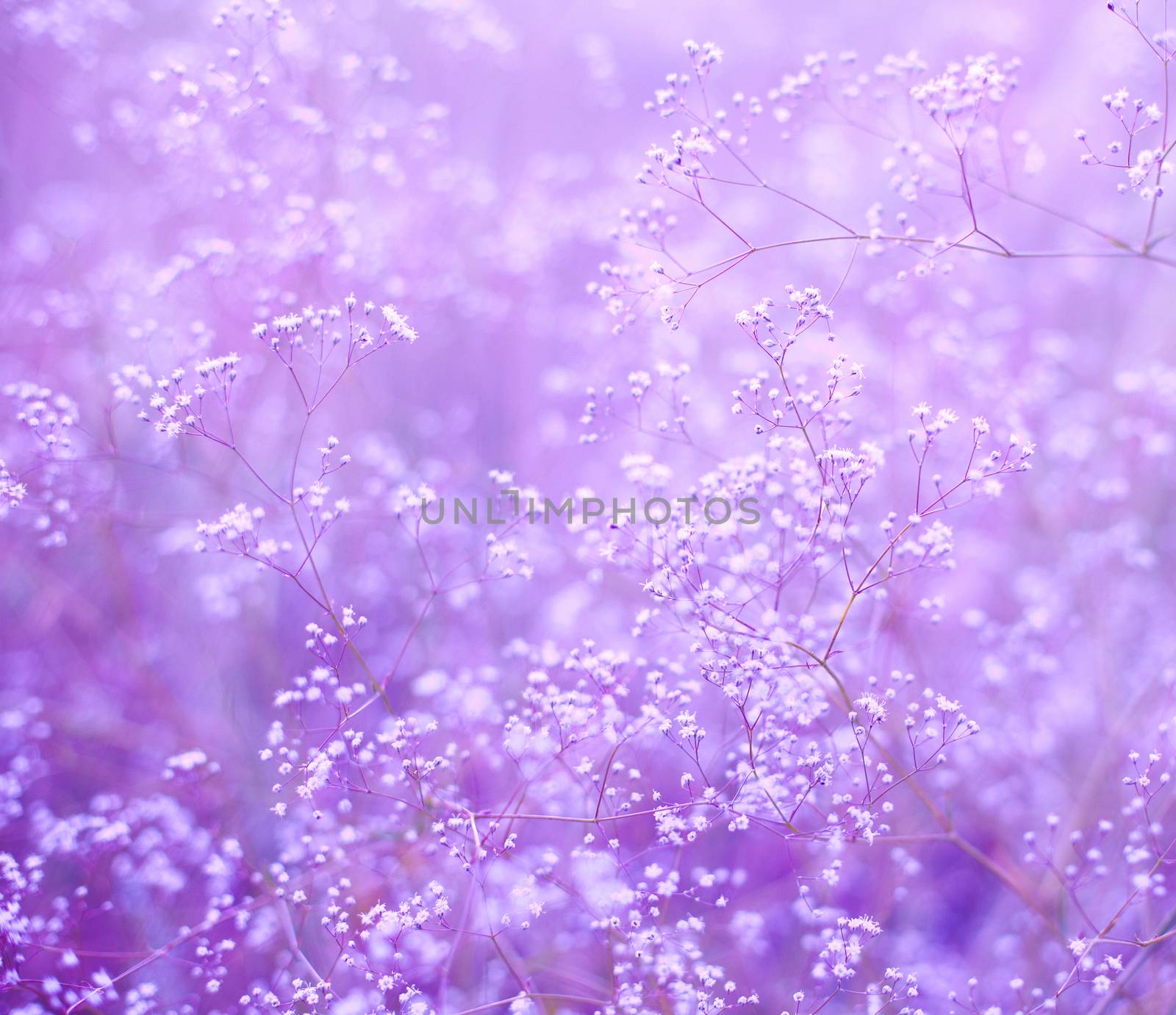 Flowers purple background by anelina