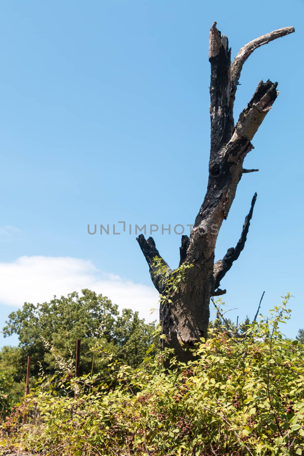 tree burned by lightning in a field