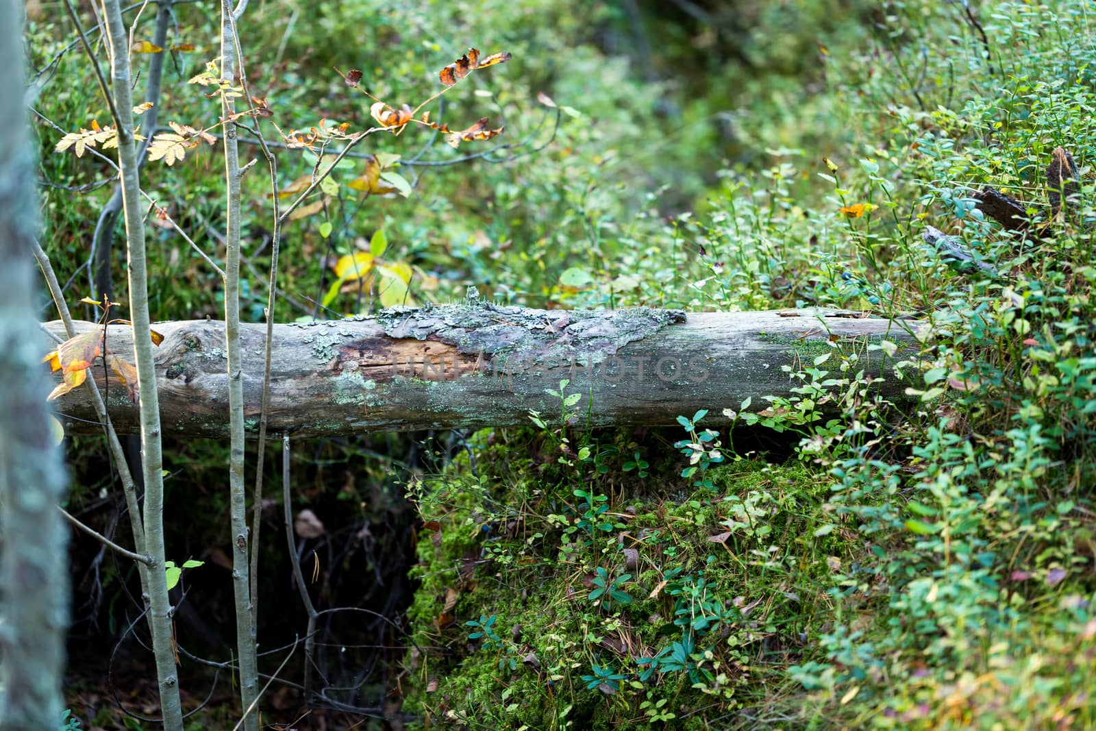 Fallen tree and blueberries in the forest with low sunset sun