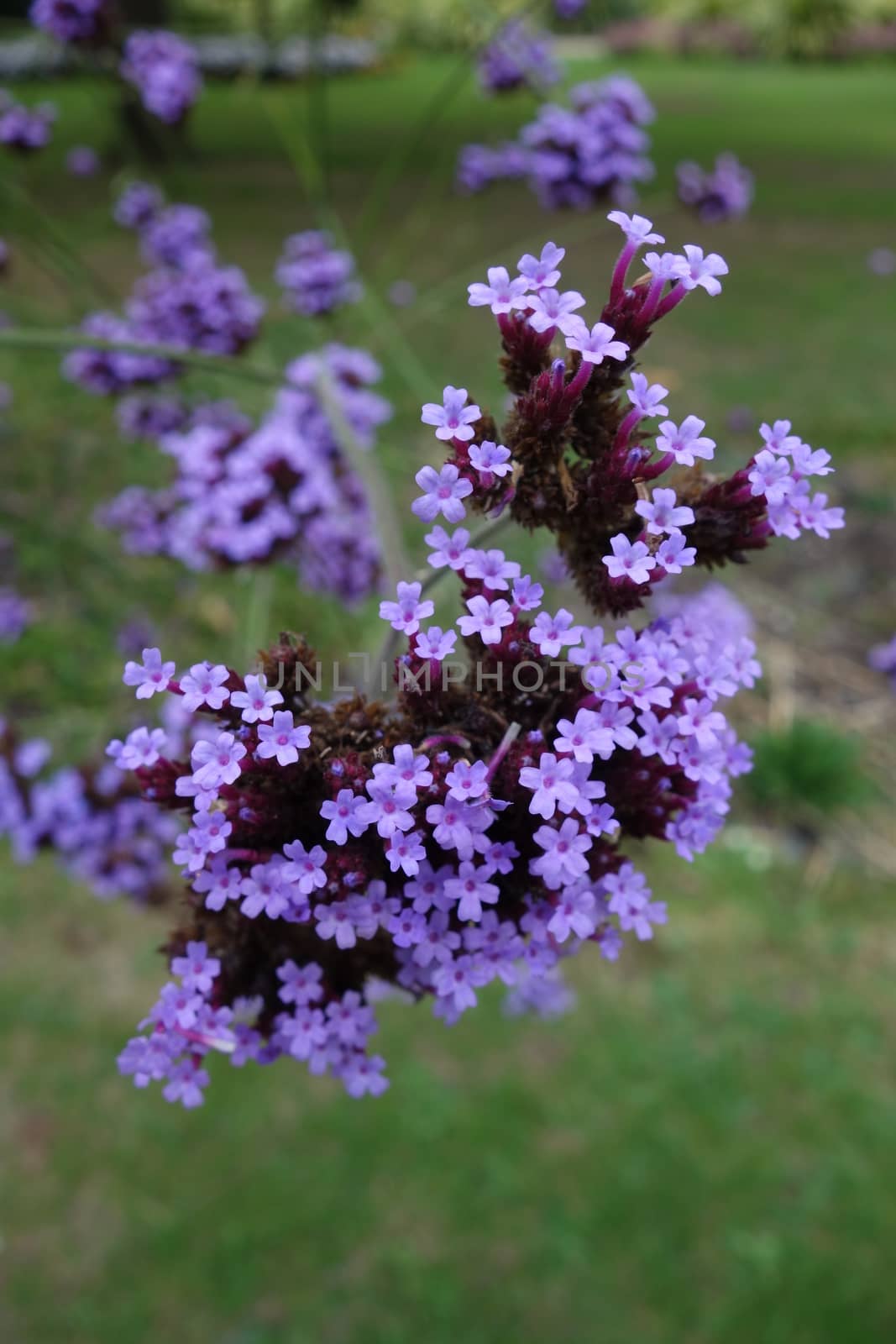 Purple verbena bonariensis flowers against a green background