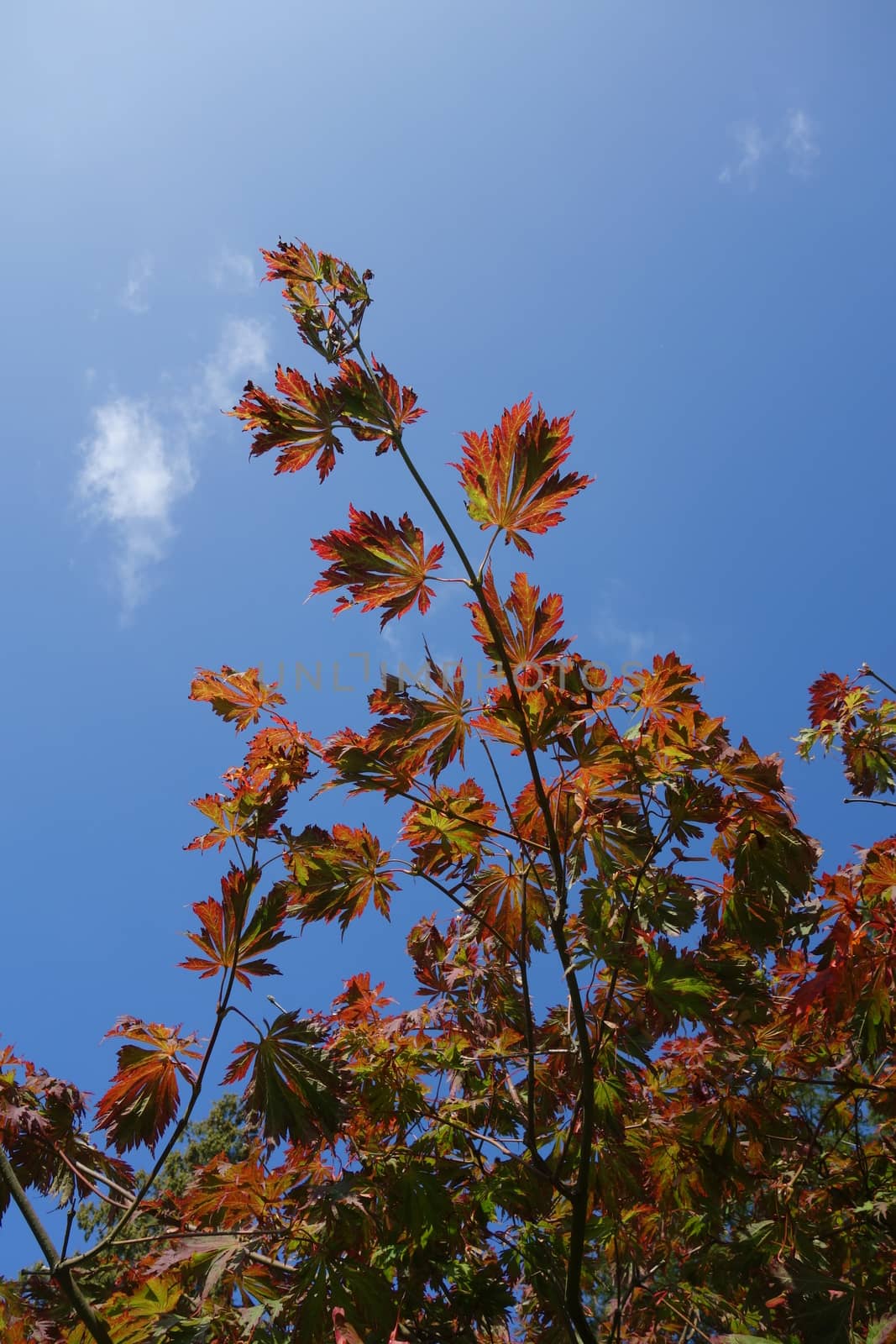 Deeply lobed red autumn leaves of full moon maple against blue sky