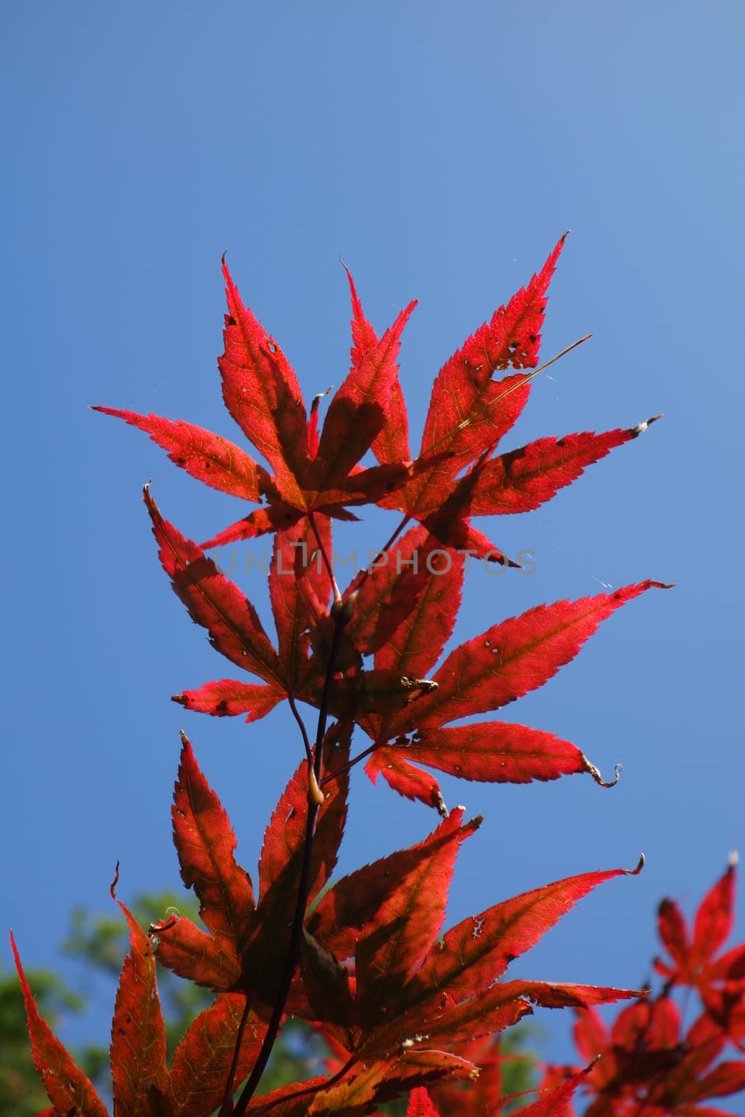Bright red japanese maple leaves against blue sky