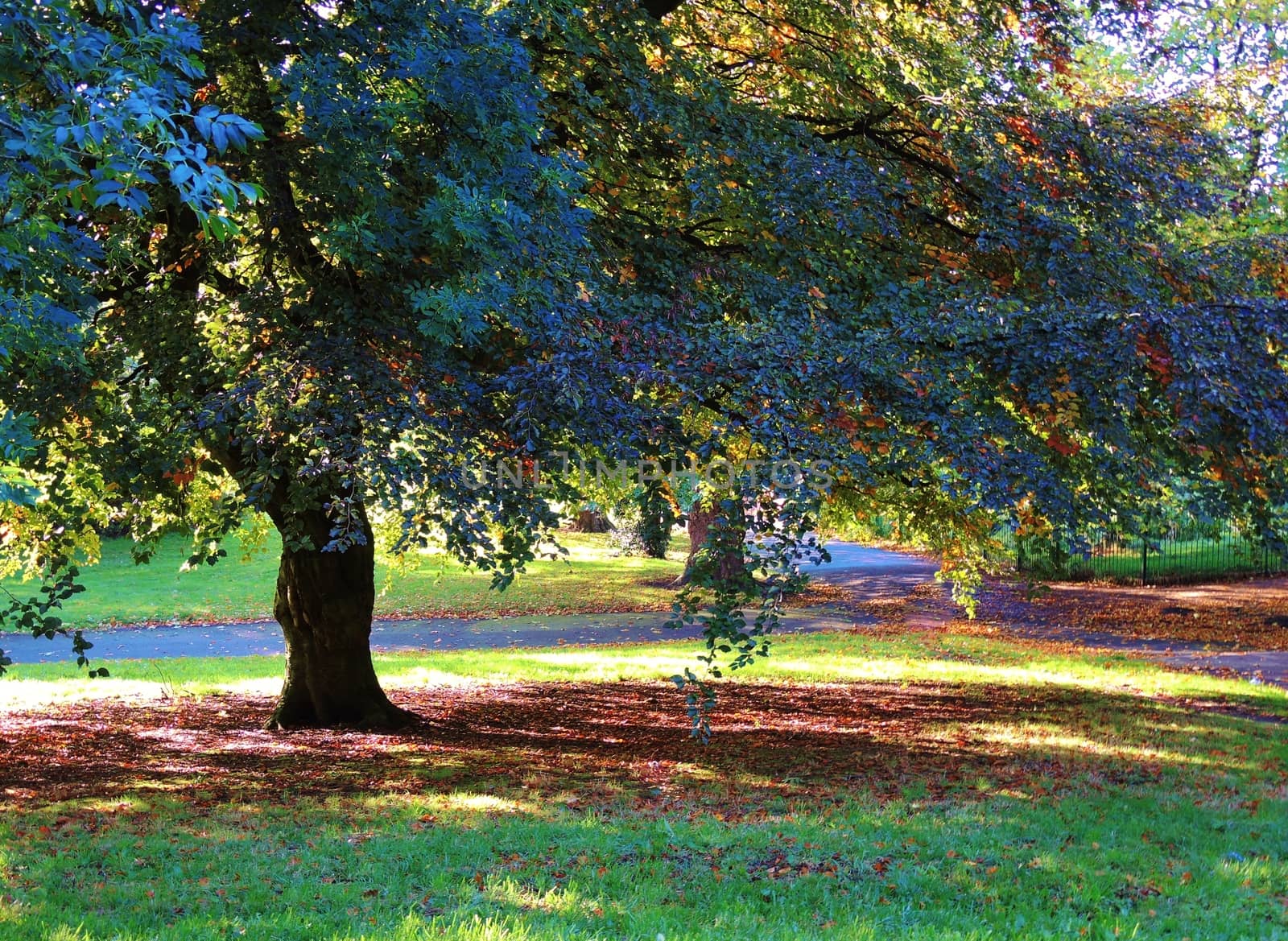 A colourful Autumn landscape.