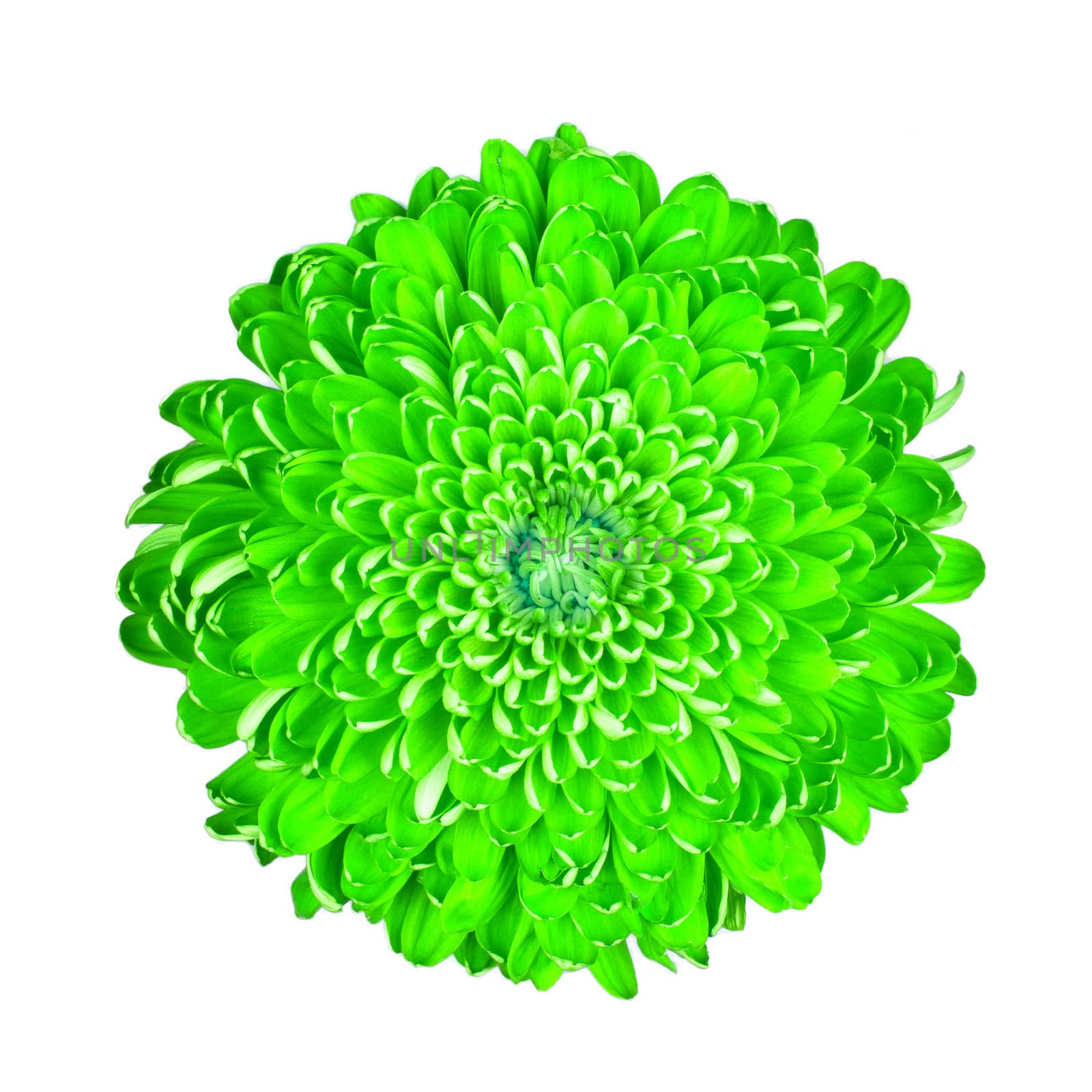 Green chrysanthemum by michaklootwijk