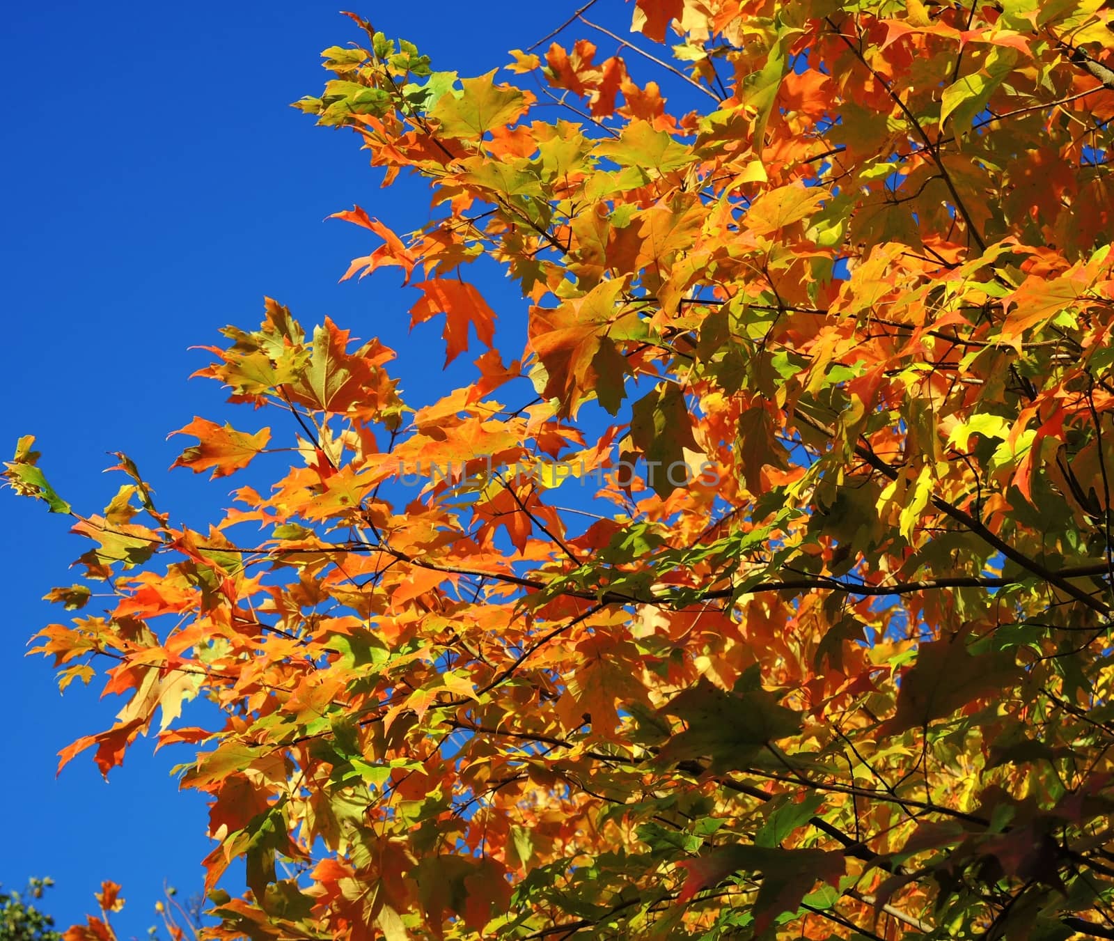 A close-up image of colourful Autumn leaves against a clear blue sky.