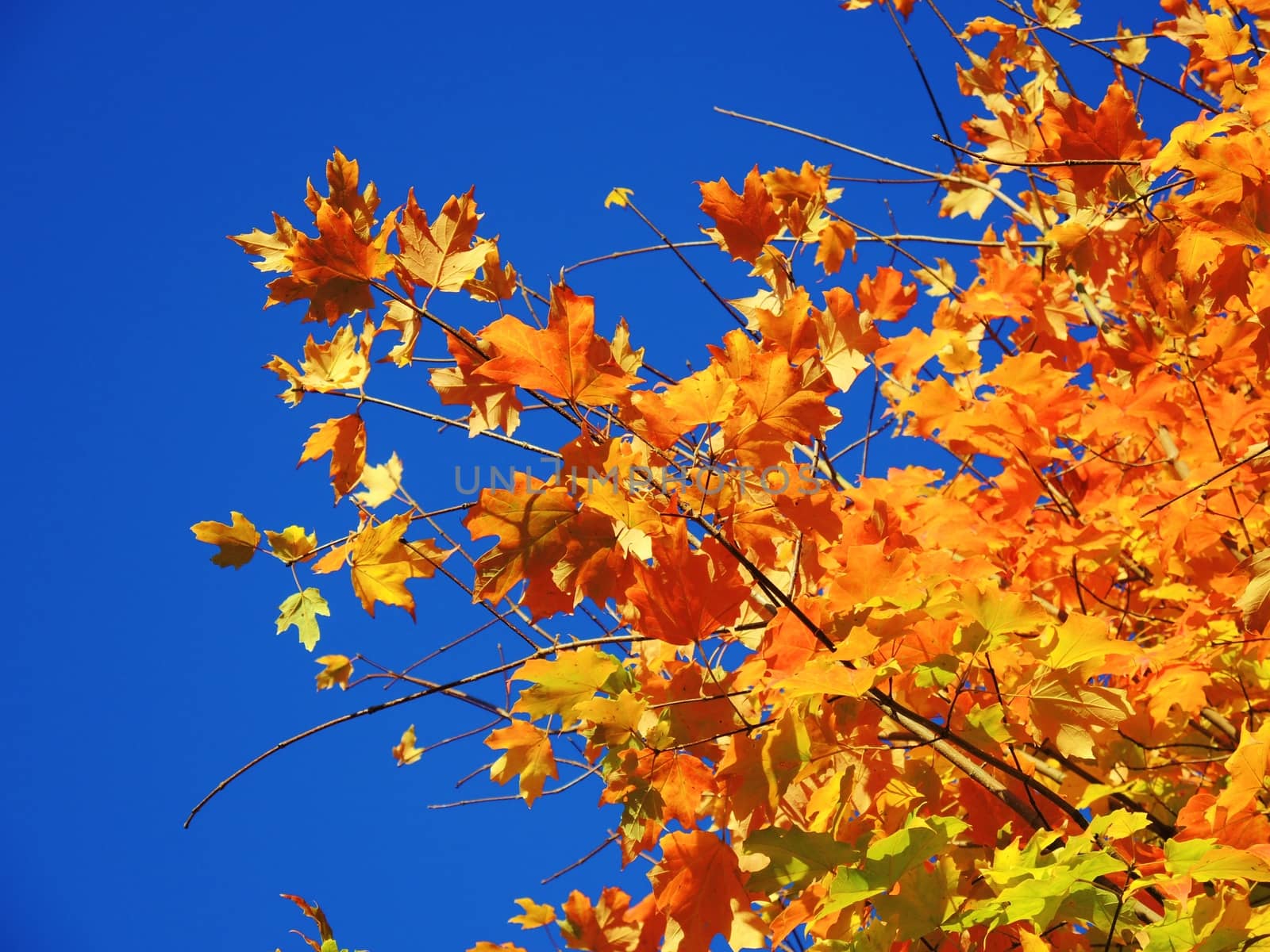 A close-up image of colourful Autumn leaves, against a clear blue sky.