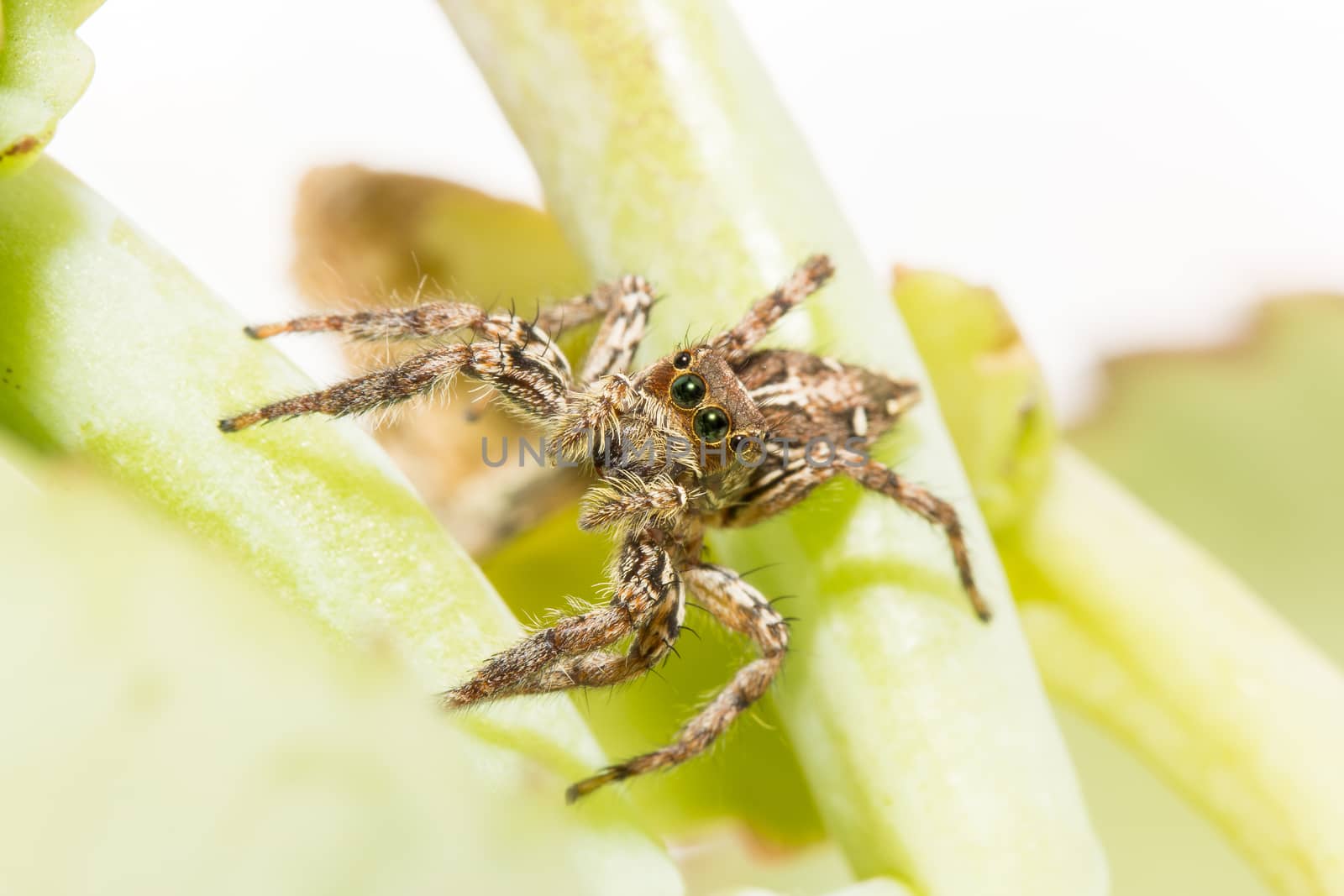 Jumping spider ultimate predator of the smallest.