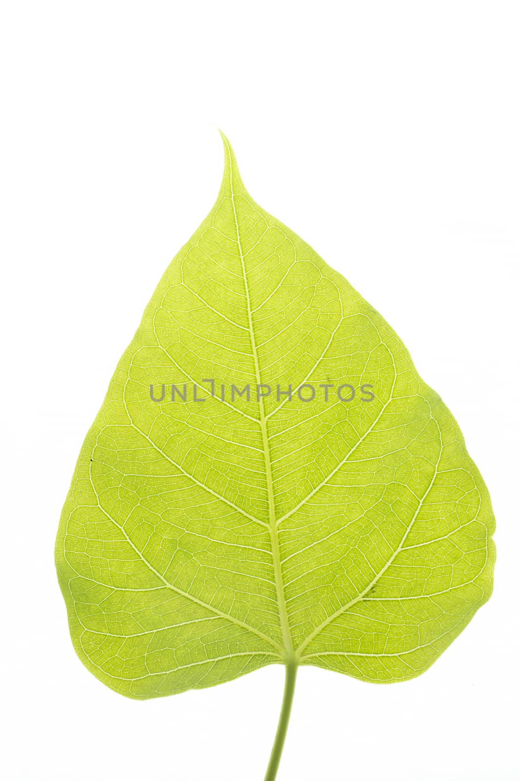 Pho tree leaf is reminiscent of the Buddha and Buddhist temples.