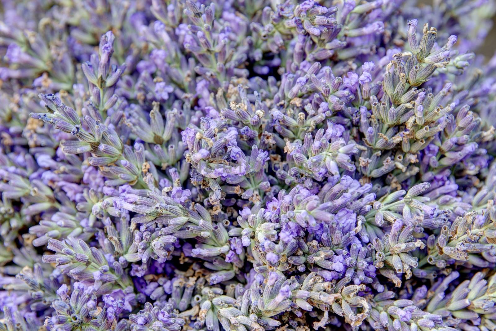 Photo shows closeup details of colourful lavander.