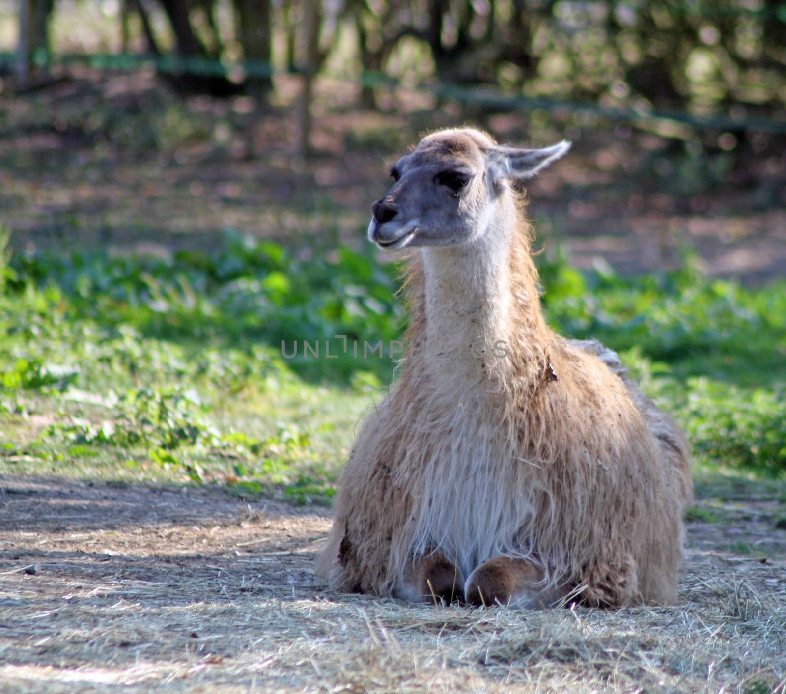 cute llama